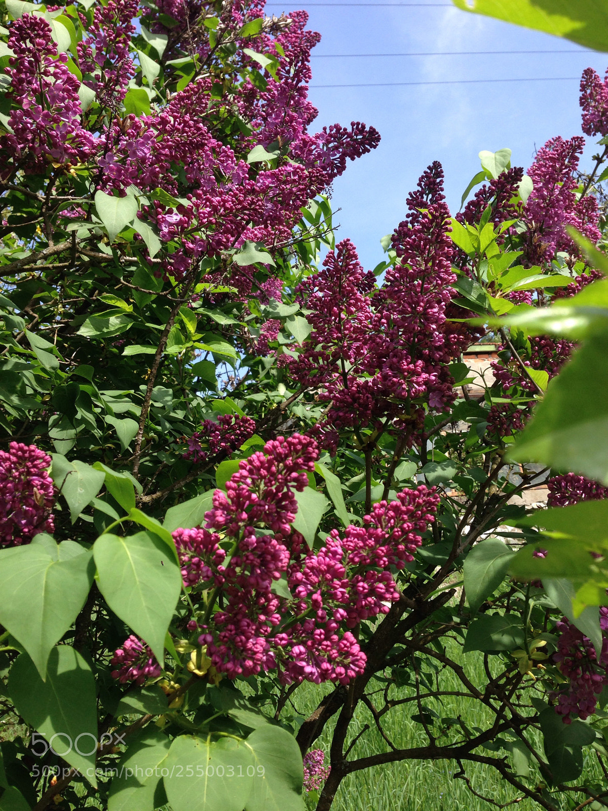 Apple iPhone 5 sample photo. Syringa vulgaris photography