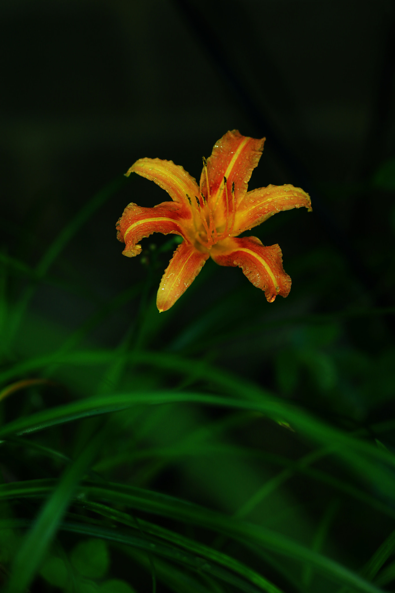 Canon TS-E 90mm F2.8 Tilt-Shift sample photo. 副本 photography