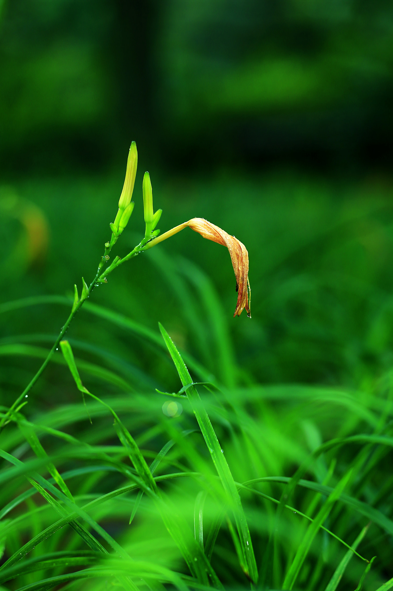 Canon TS-E 90mm F2.8 Tilt-Shift sample photo. 副本 photography
