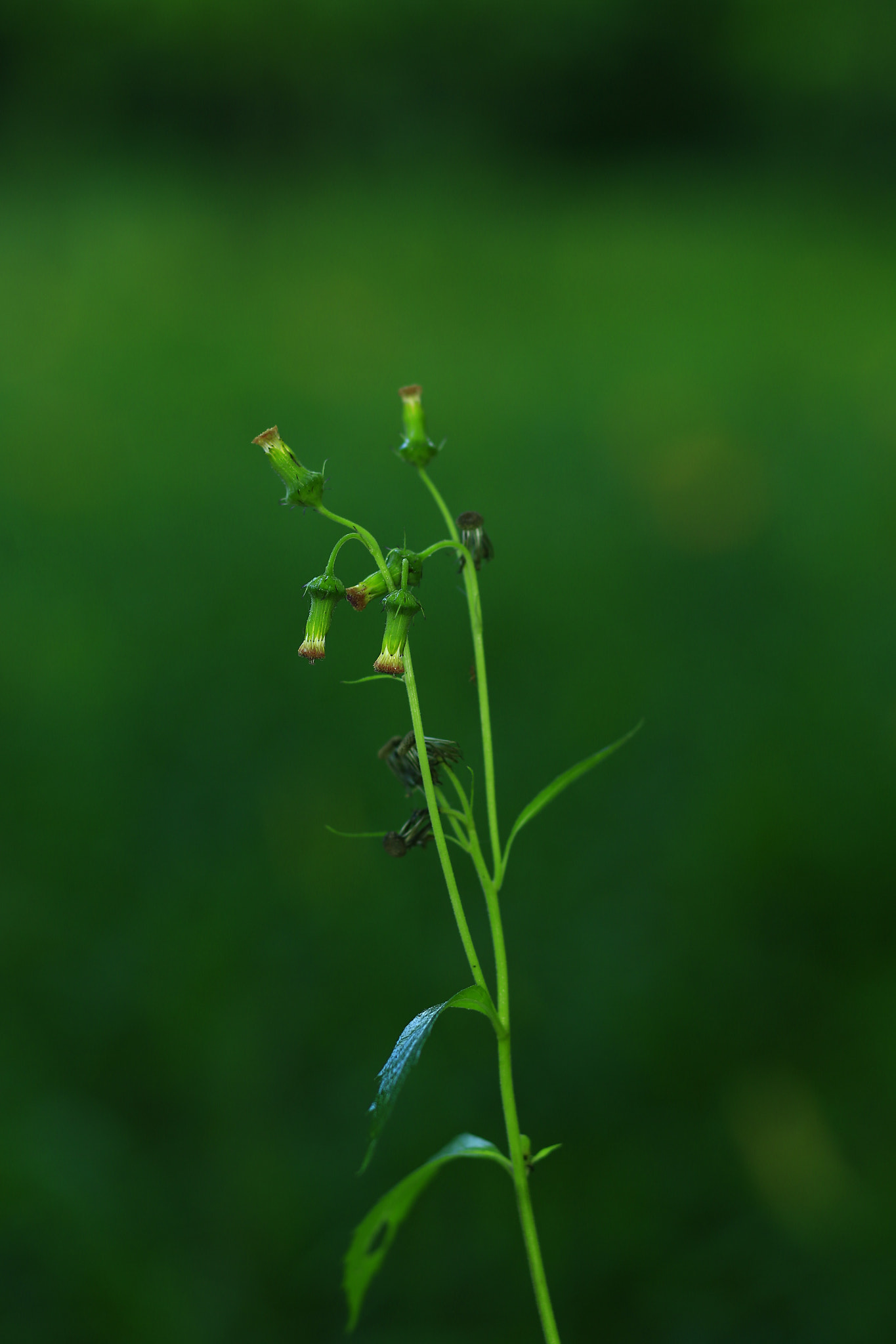Canon TS-E 90mm F2.8 Tilt-Shift sample photo. 副本 photography