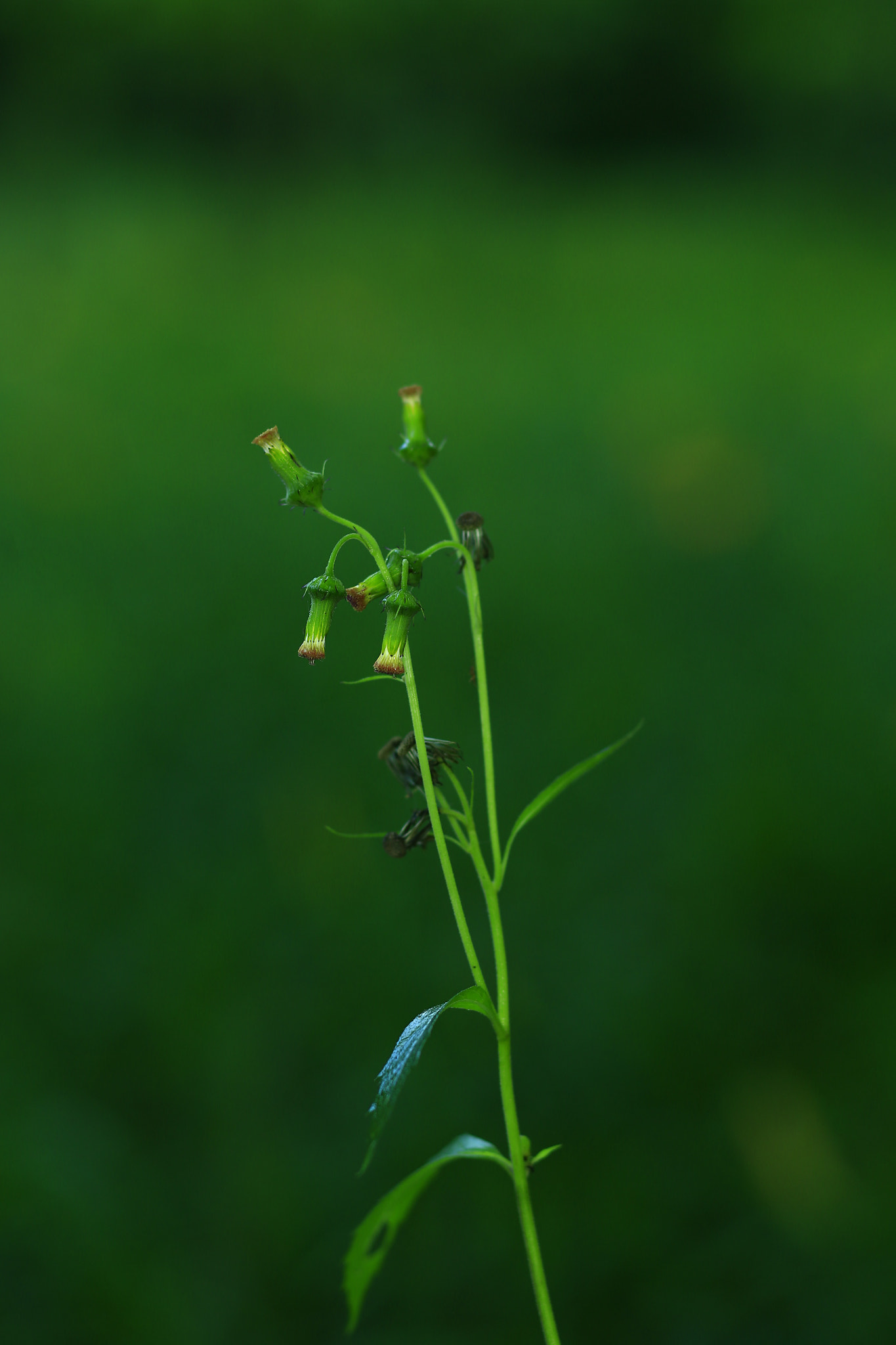 Canon EOS-1D X + Canon TS-E 90mm F2.8 Tilt-Shift sample photo. 副本 photography