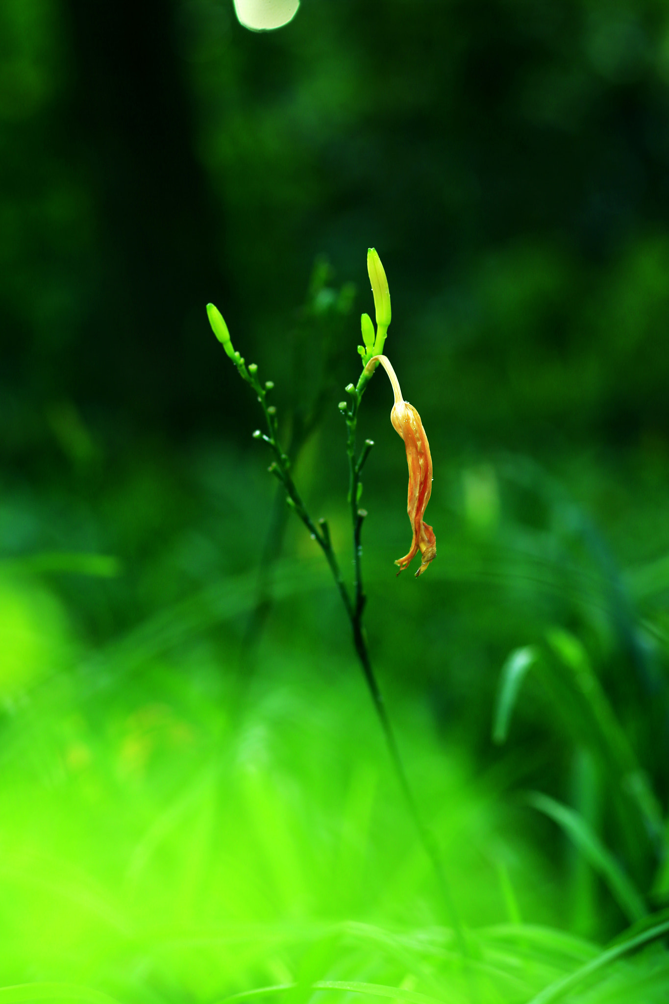 Canon TS-E 90mm F2.8 Tilt-Shift sample photo. 副本 photography