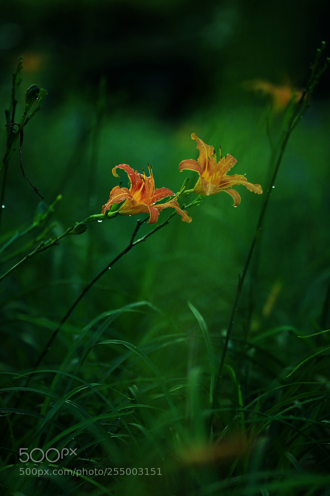 Canon EOS-1D X sample photo. 副本 photography