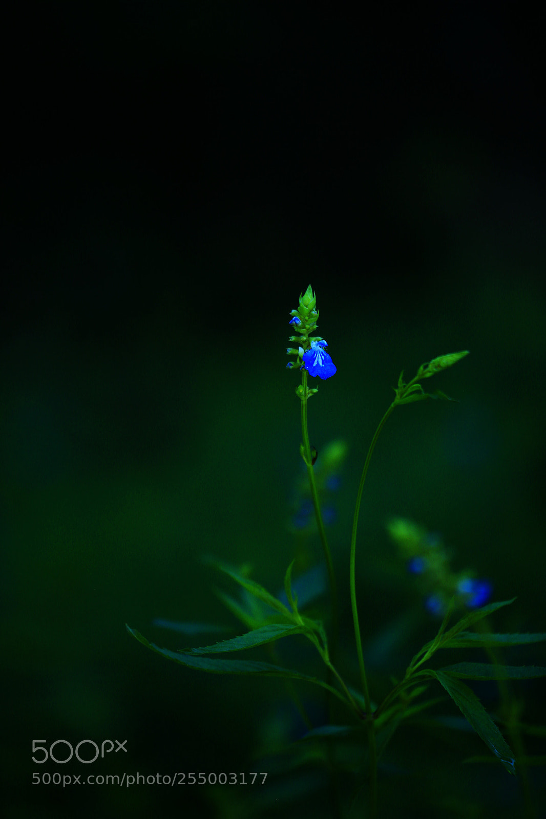 Canon EOS-1D X sample photo. 副本 photography