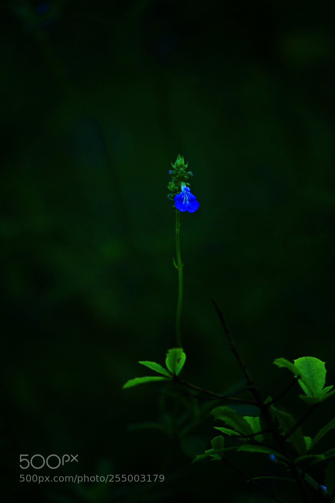 Canon EOS-1D X sample photo. 副本 photography
