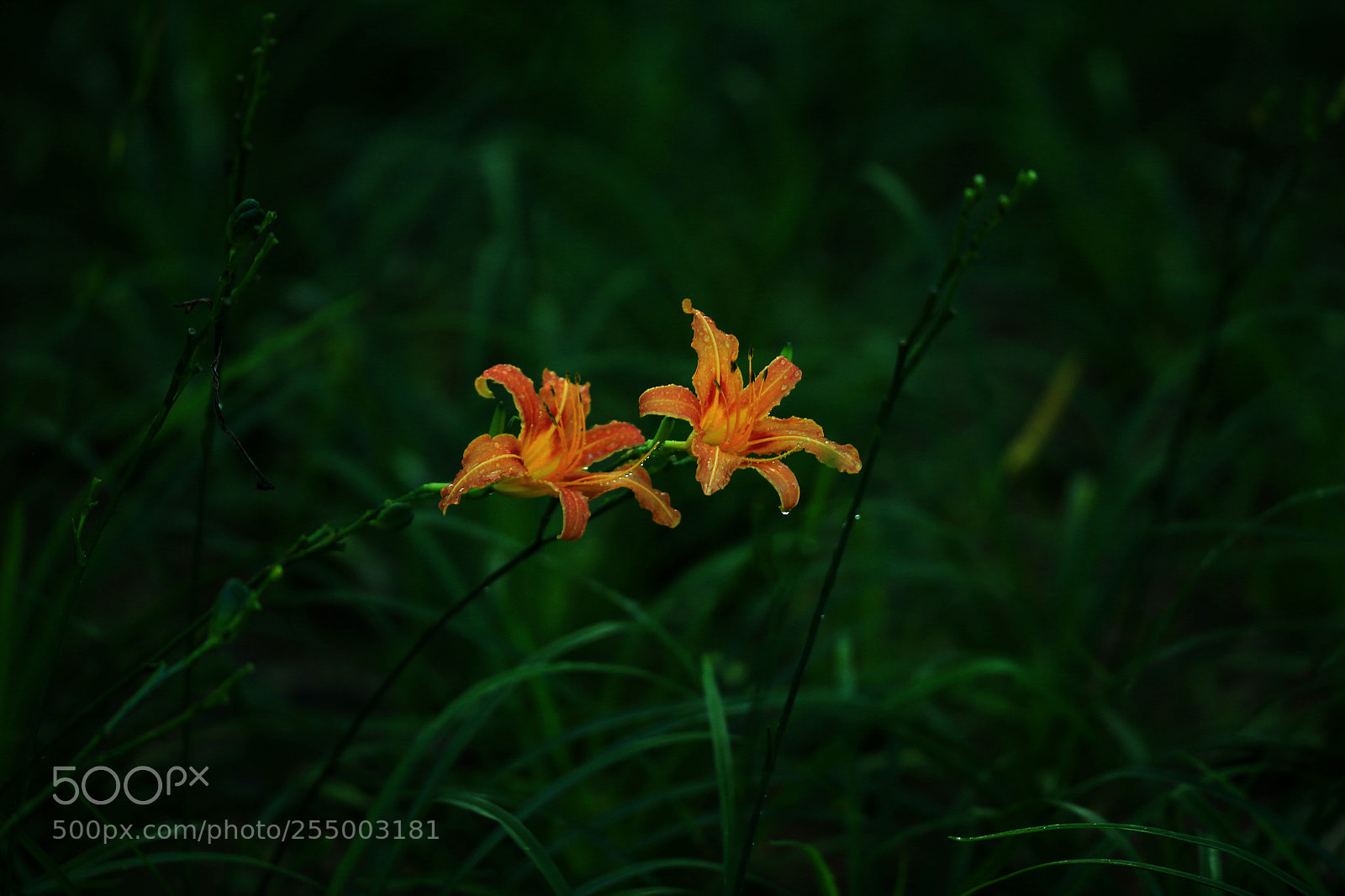 Canon EOS-1D X sample photo. 副本 photography