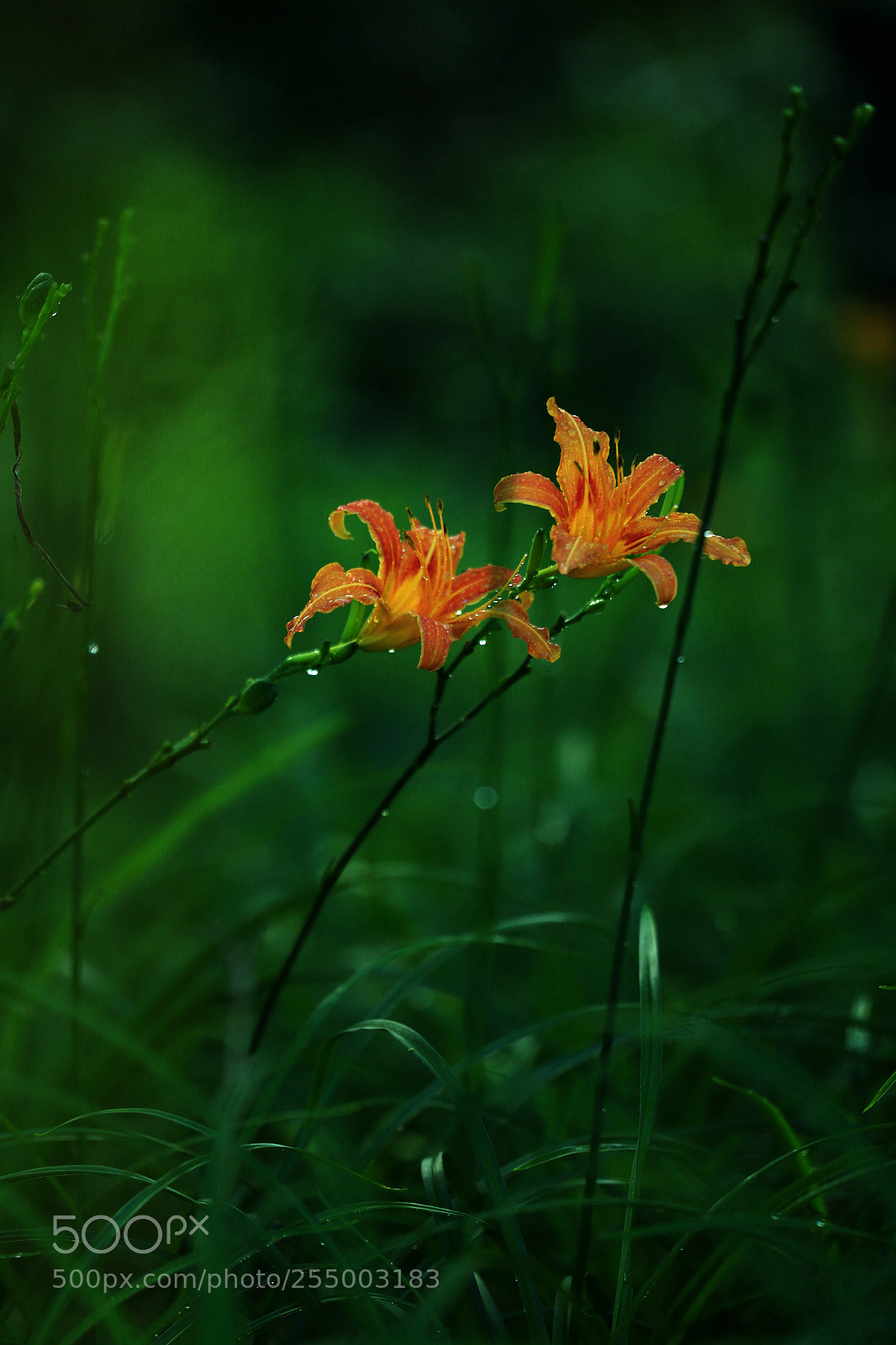Canon EOS-1D X sample photo. 副本 photography