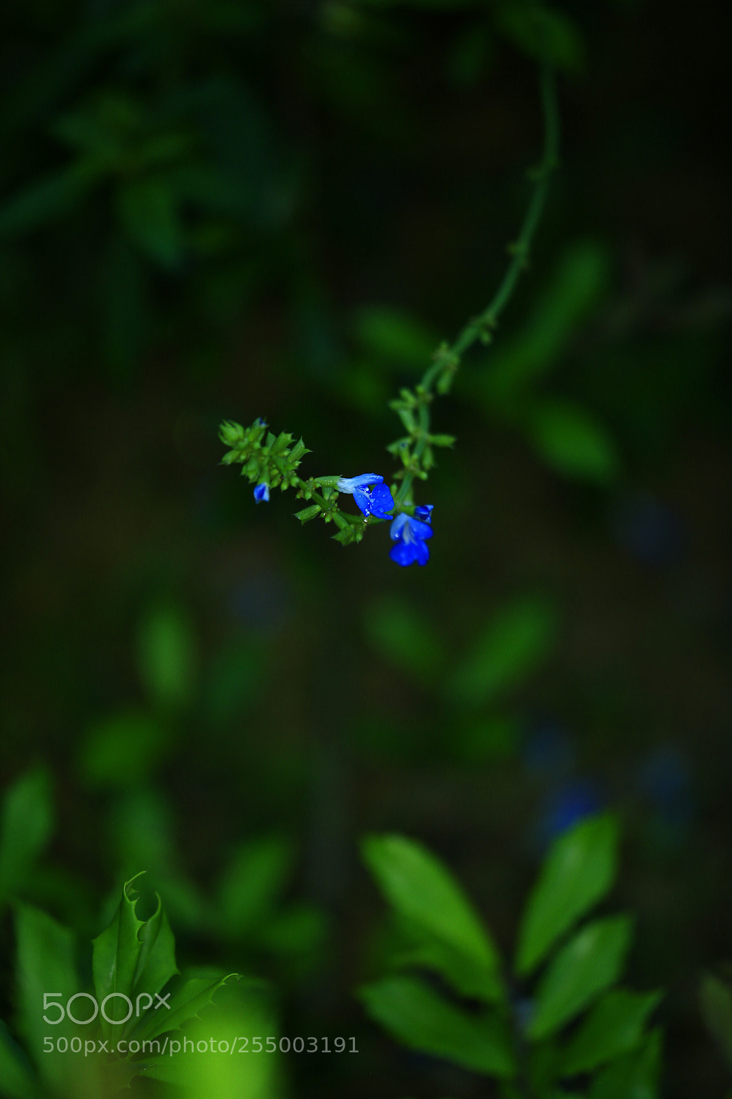 Canon EOS-1D X sample photo. 副本 photography
