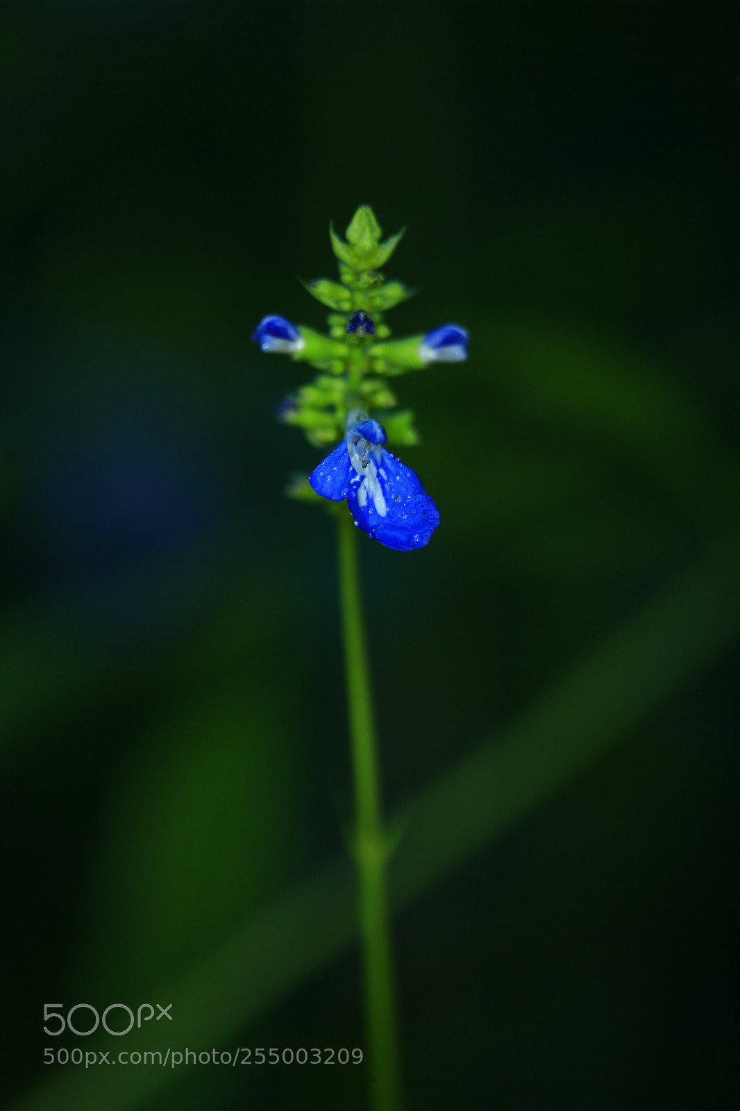 Canon EOS-1D X sample photo. 副本 photography