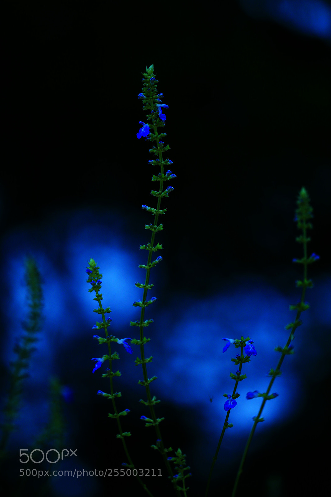 Canon EOS-1D X sample photo. 副本 photography