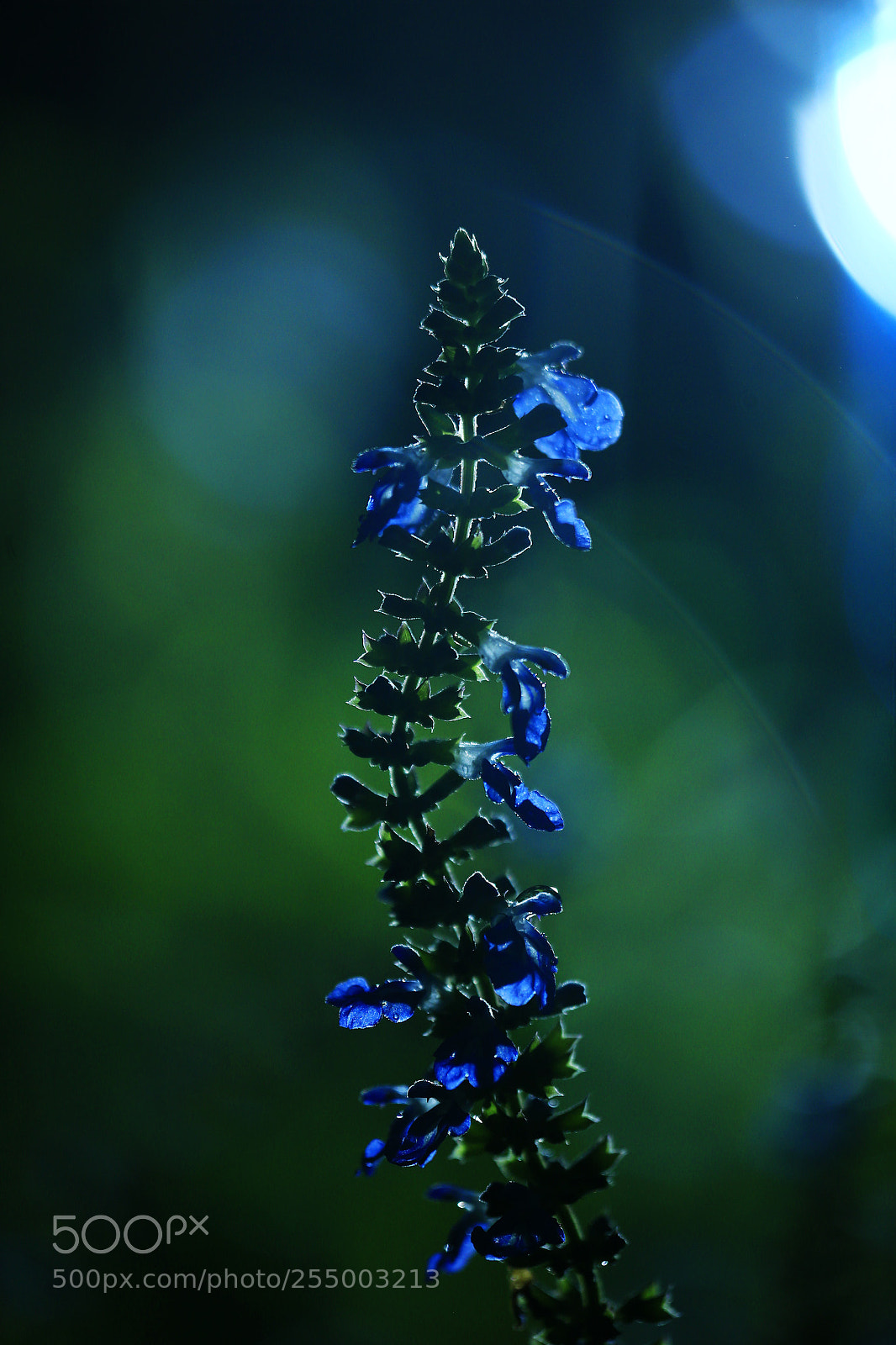 Canon EOS-1D X sample photo. 副本 photography