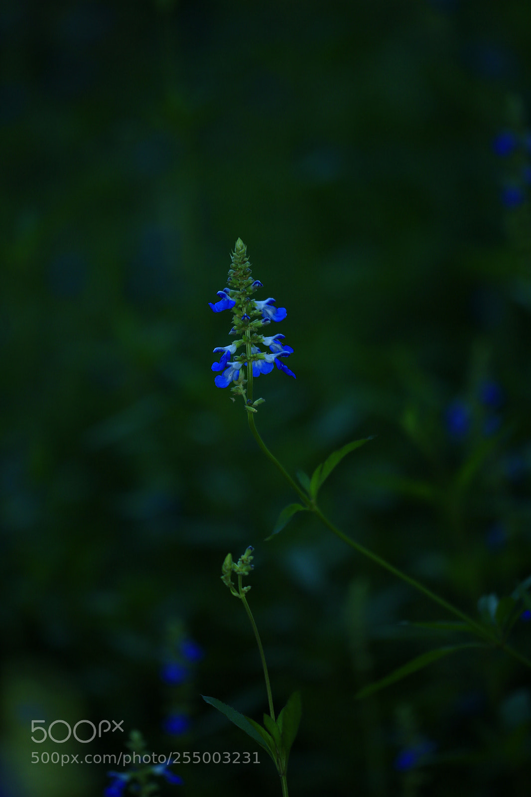 Canon EOS-1D X sample photo. 副本 photography