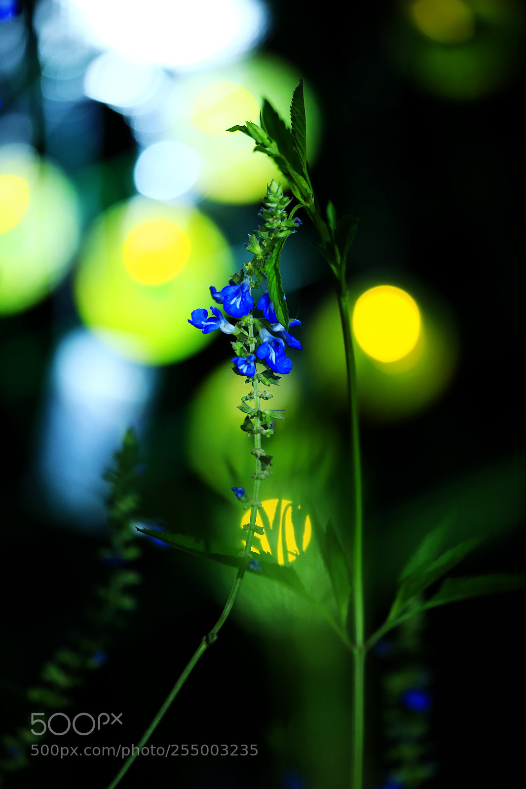 Canon EOS-1D X sample photo. 副本 photography