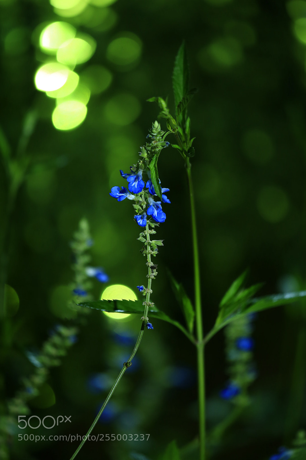 Canon EOS-1D X sample photo. 副本 photography
