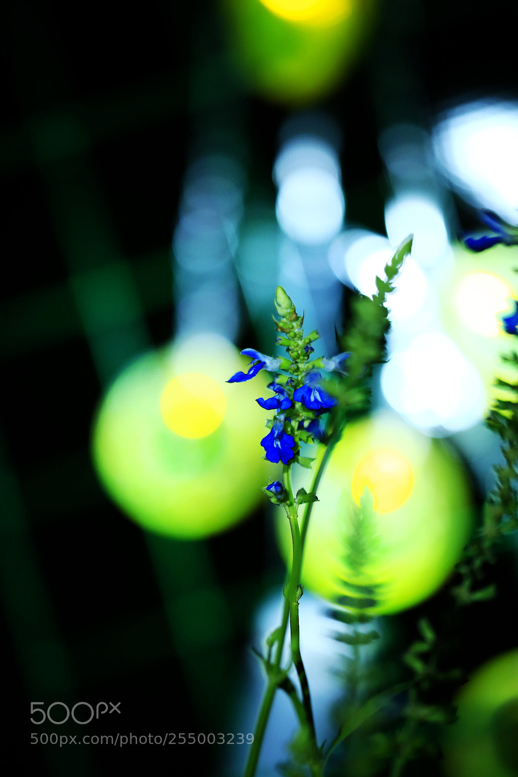 Canon EOS-1D X sample photo. 副本 photography