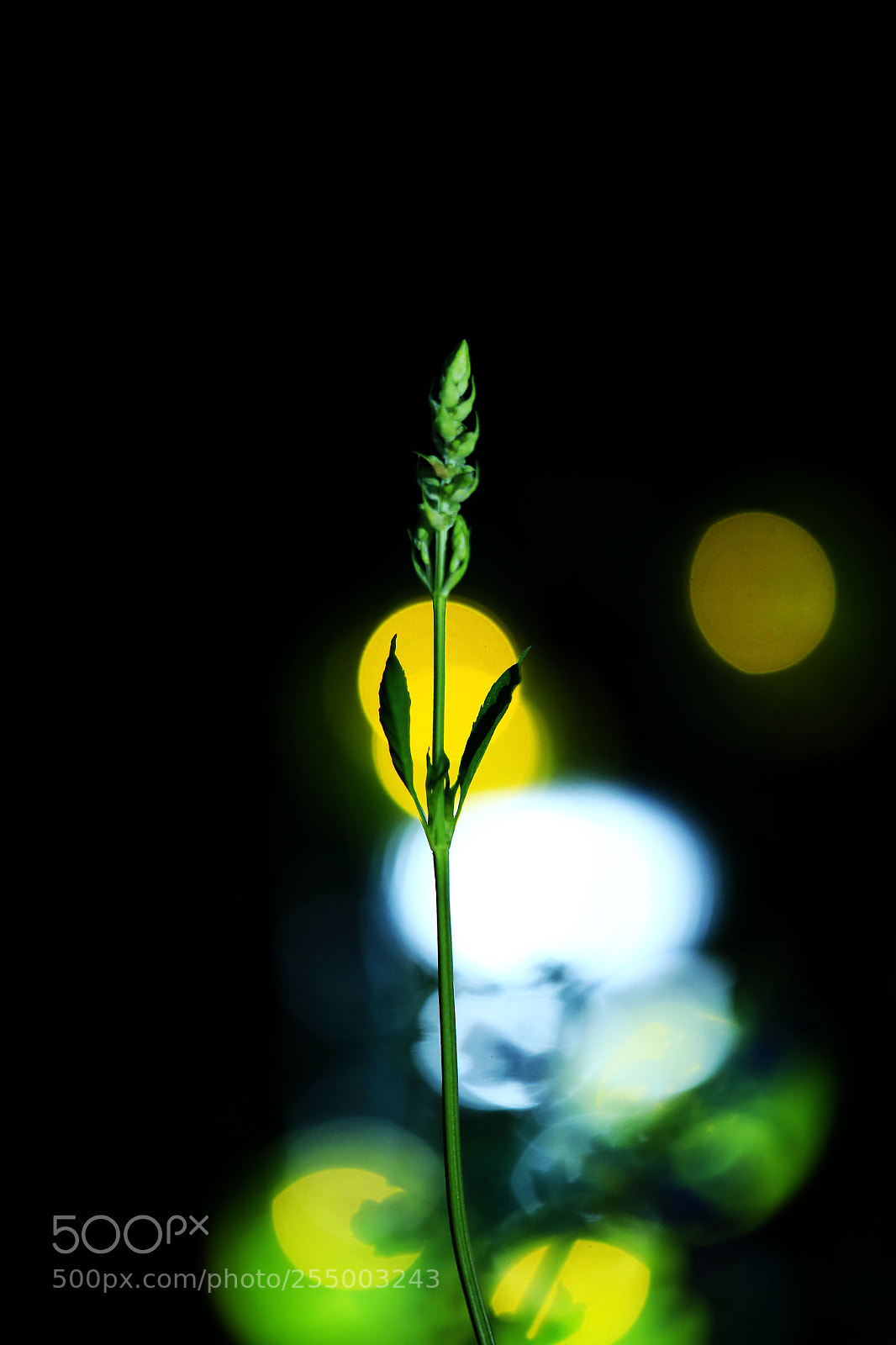 Canon EOS-1D X sample photo. 副本 photography