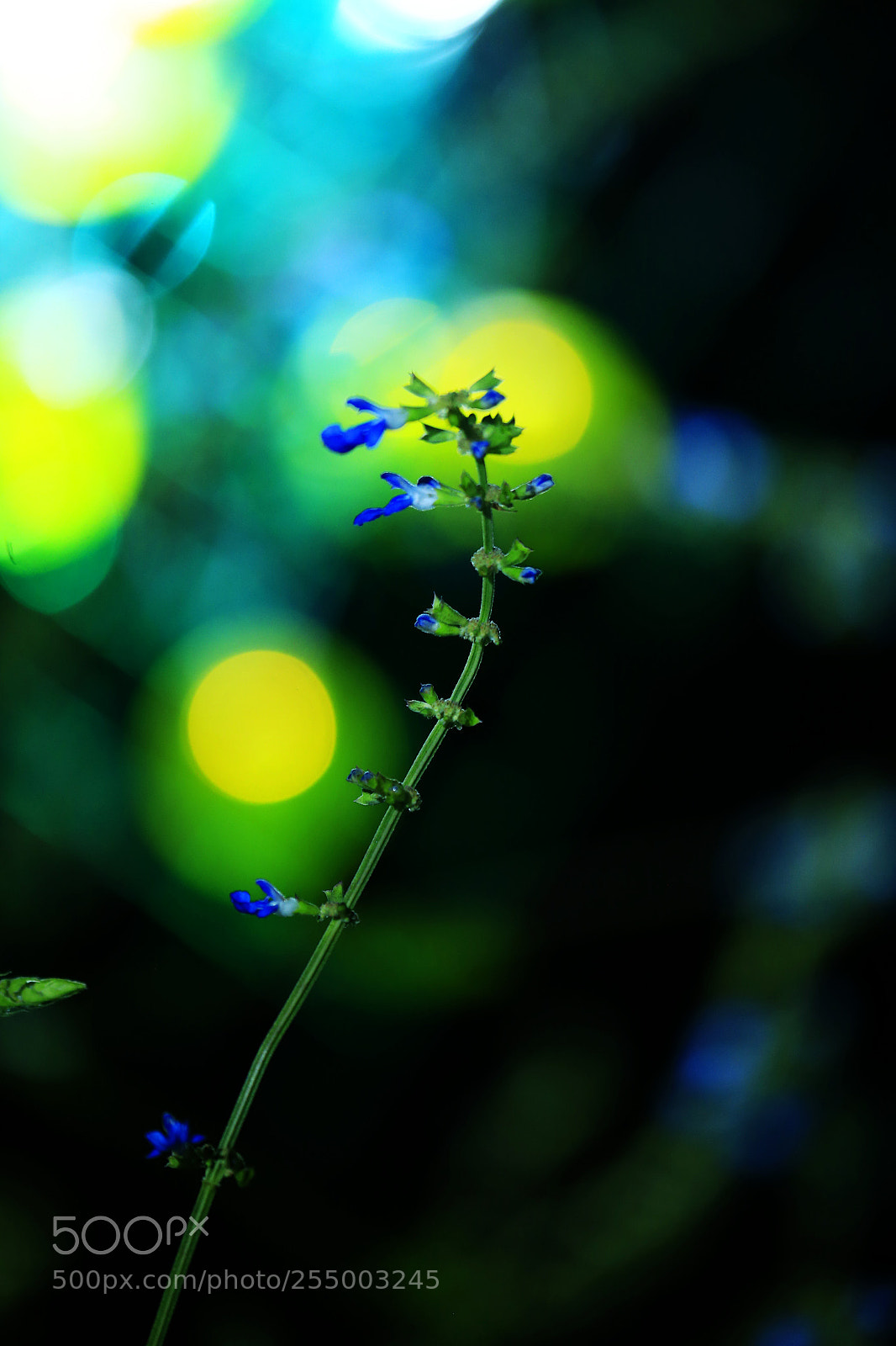 Canon EOS-1D X sample photo. 副本 photography