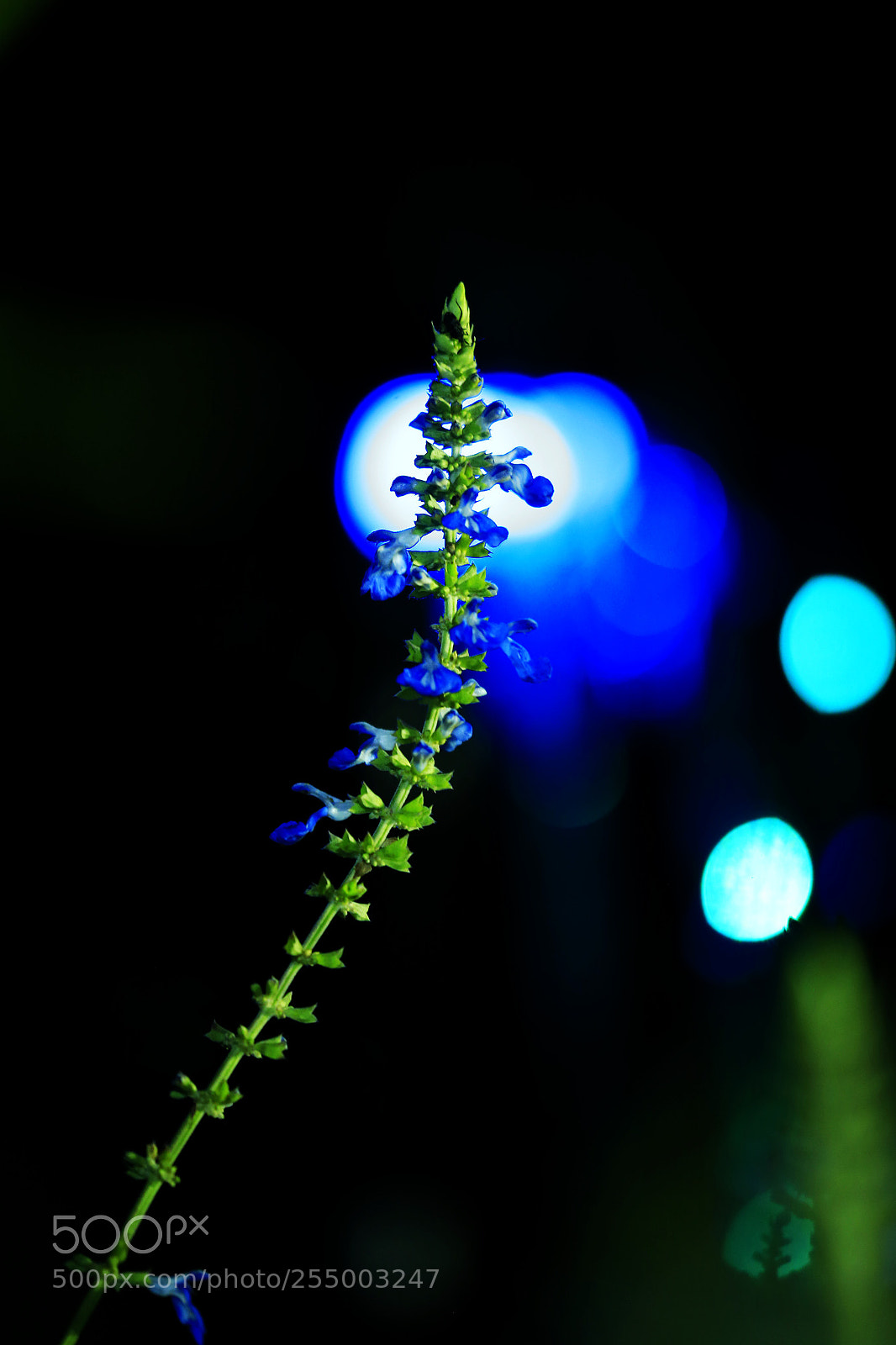 Canon EOS-1D X sample photo. 副本 photography