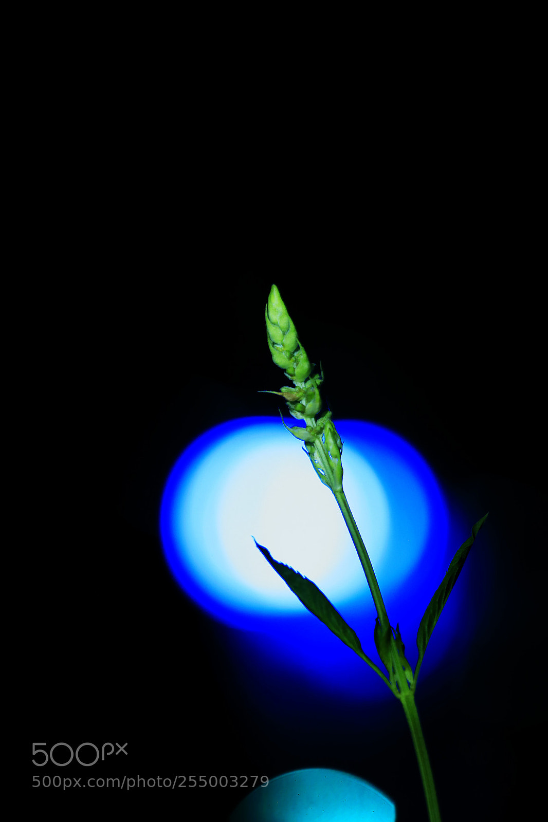 Canon EOS-1D X sample photo. 副本 photography