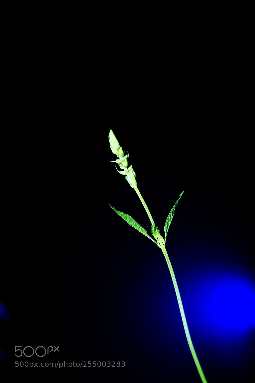 Canon EOS-1D X sample photo. 副本 photography