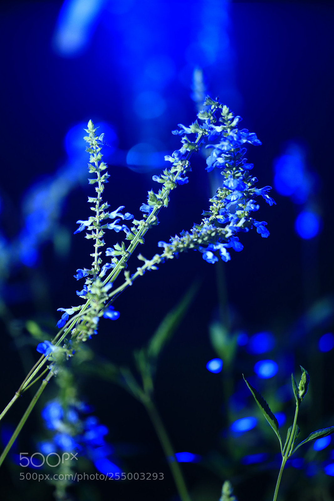 Canon EOS-1D X sample photo. 副本 photography