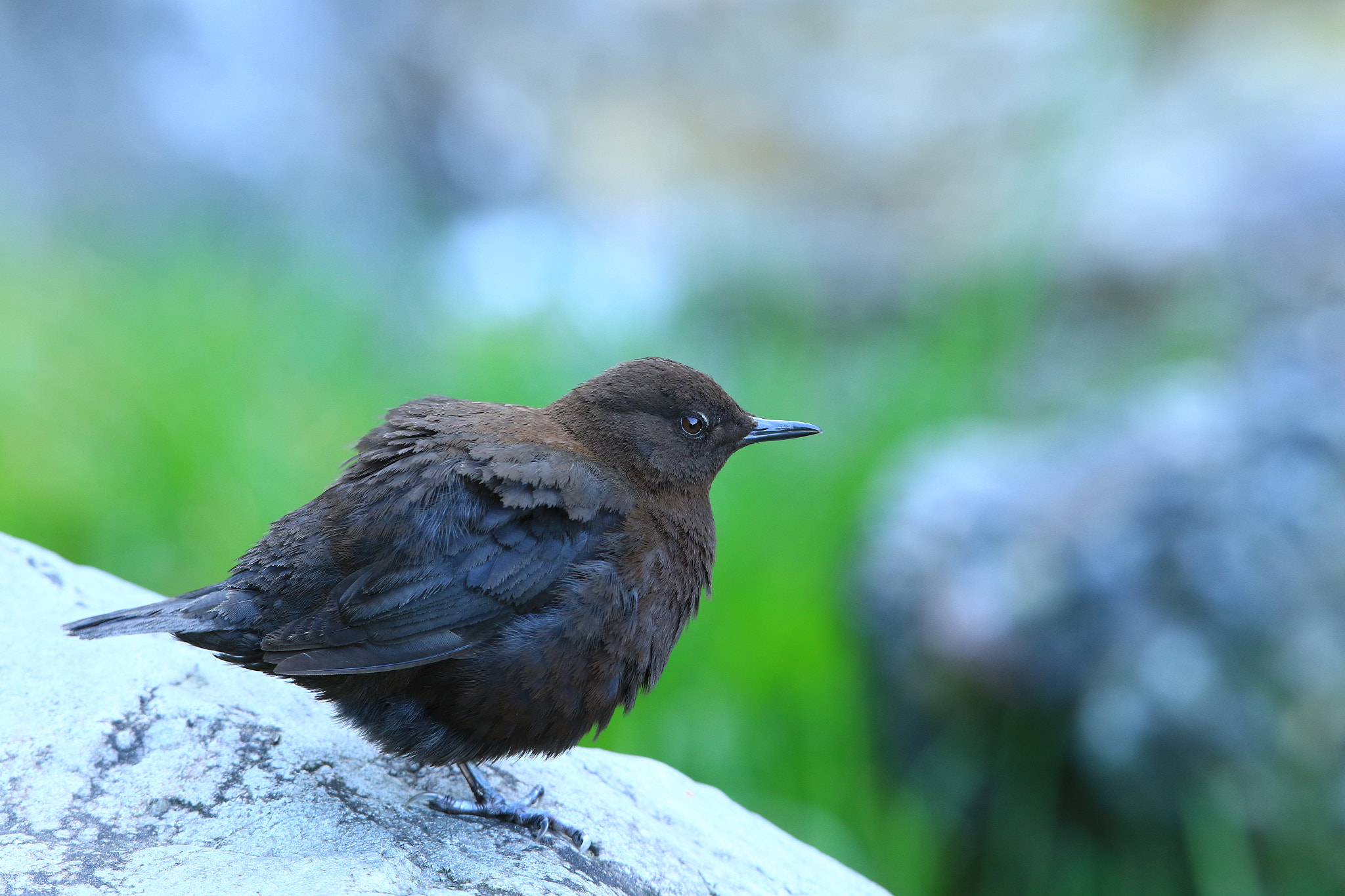 Canon EF 400mm F2.8L IS USM sample photo. カワガラスの黄昏……  brown dipper photography