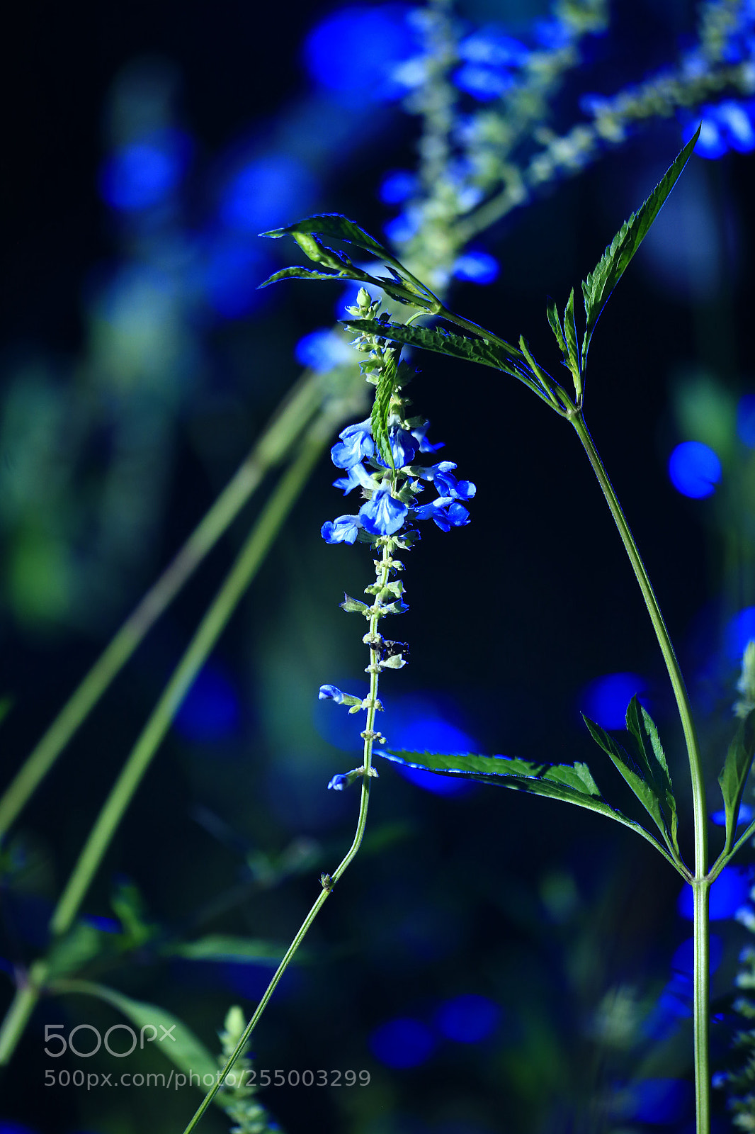 Canon EOS-1D X sample photo. 副本 photography