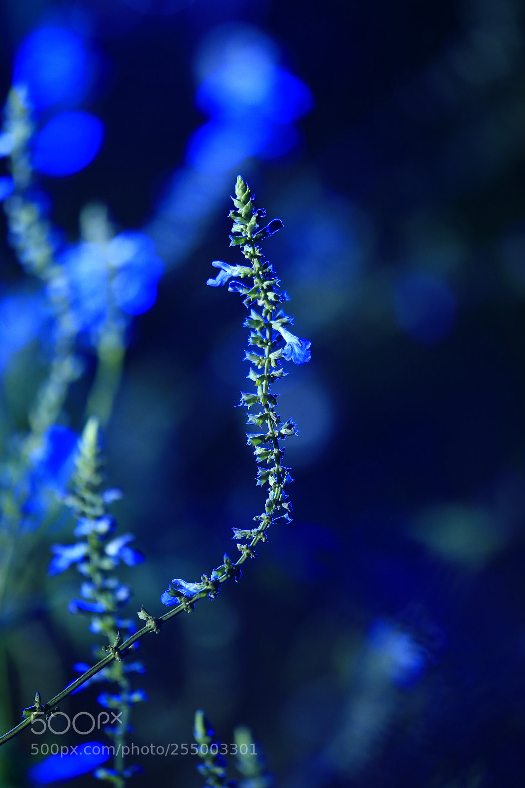 Canon EOS-1D X sample photo. 副本 photography