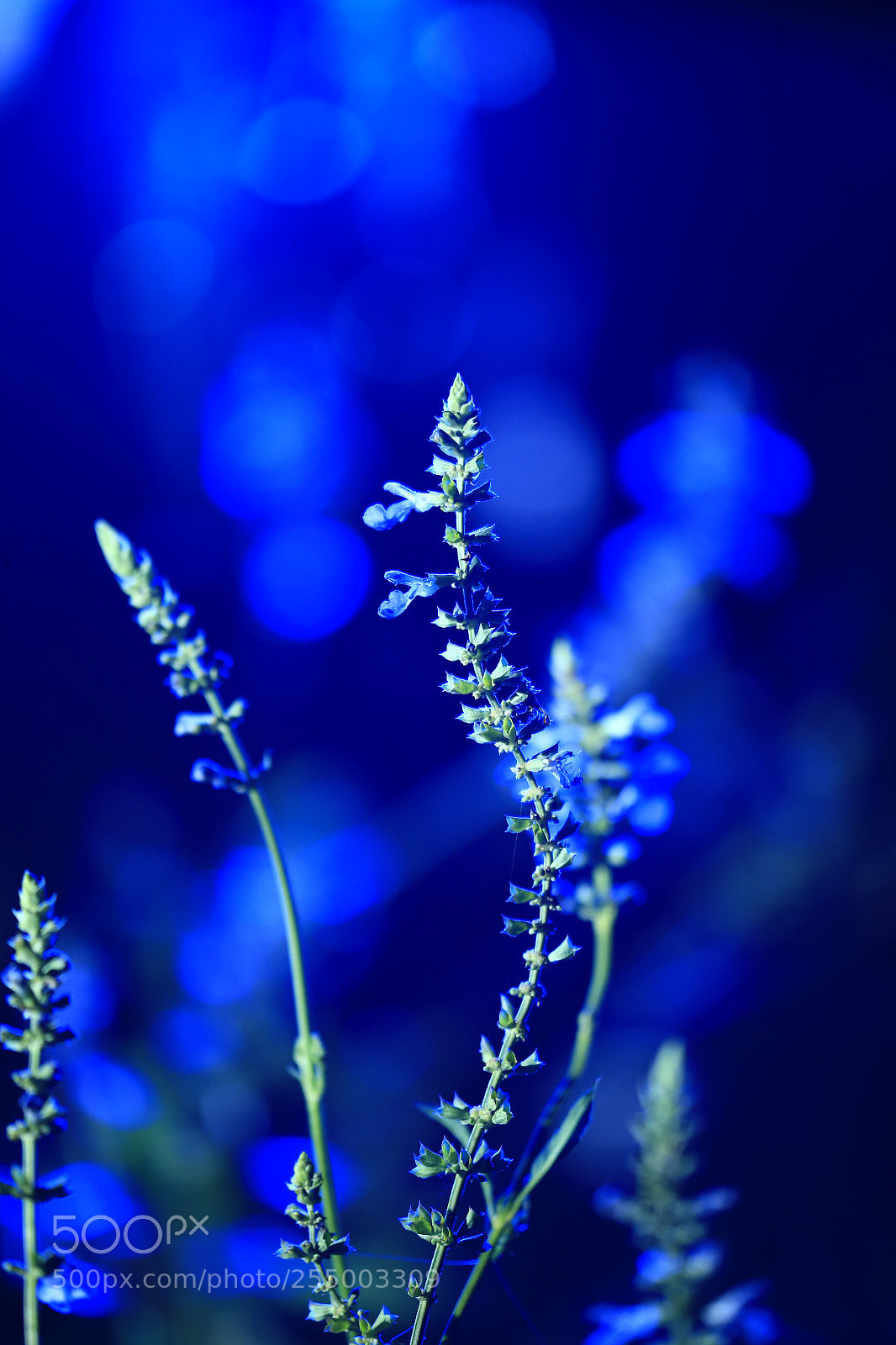 Canon EOS-1D X sample photo. 副本 photography