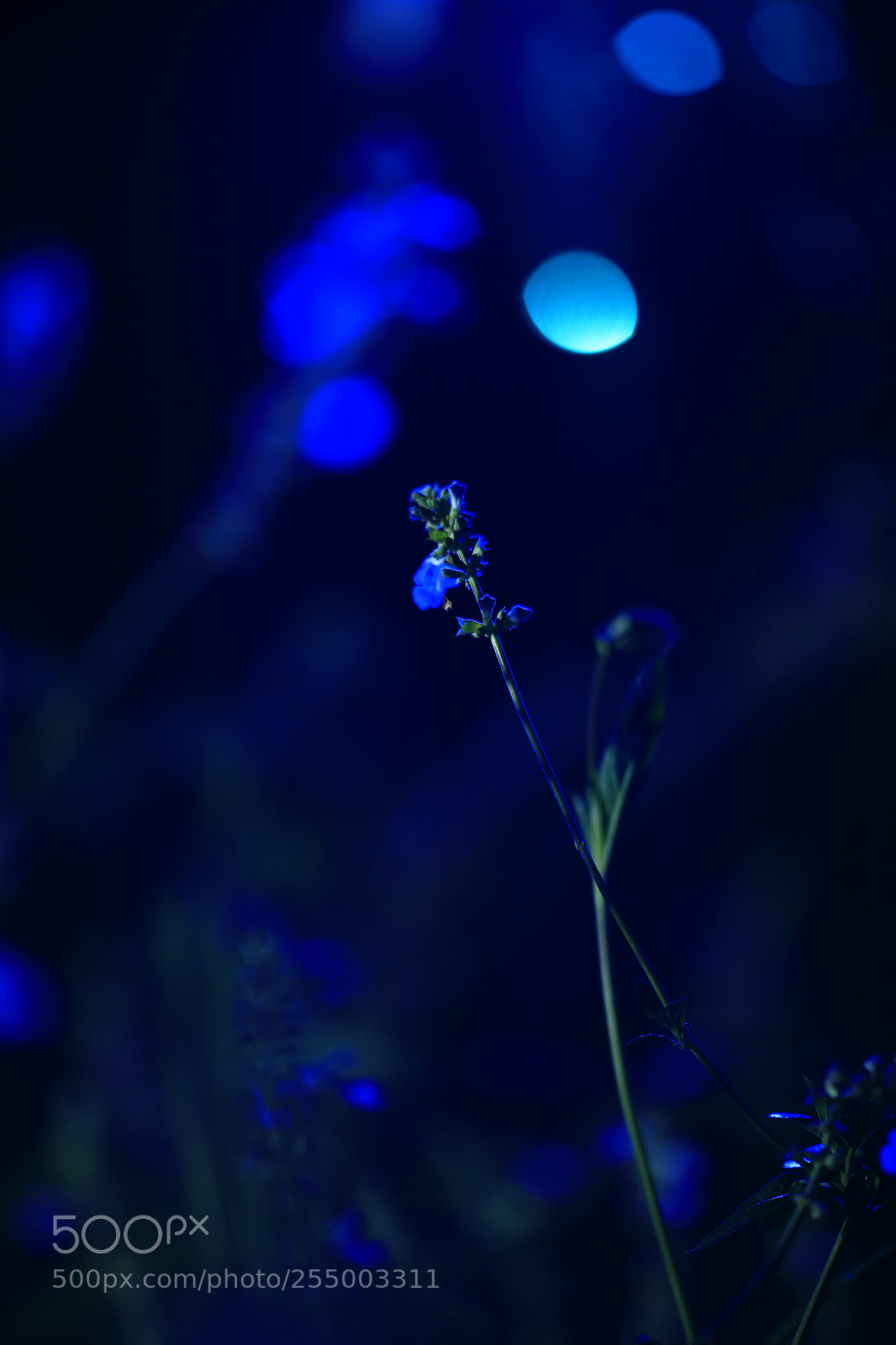 Canon EOS-1D X sample photo. 副本 photography