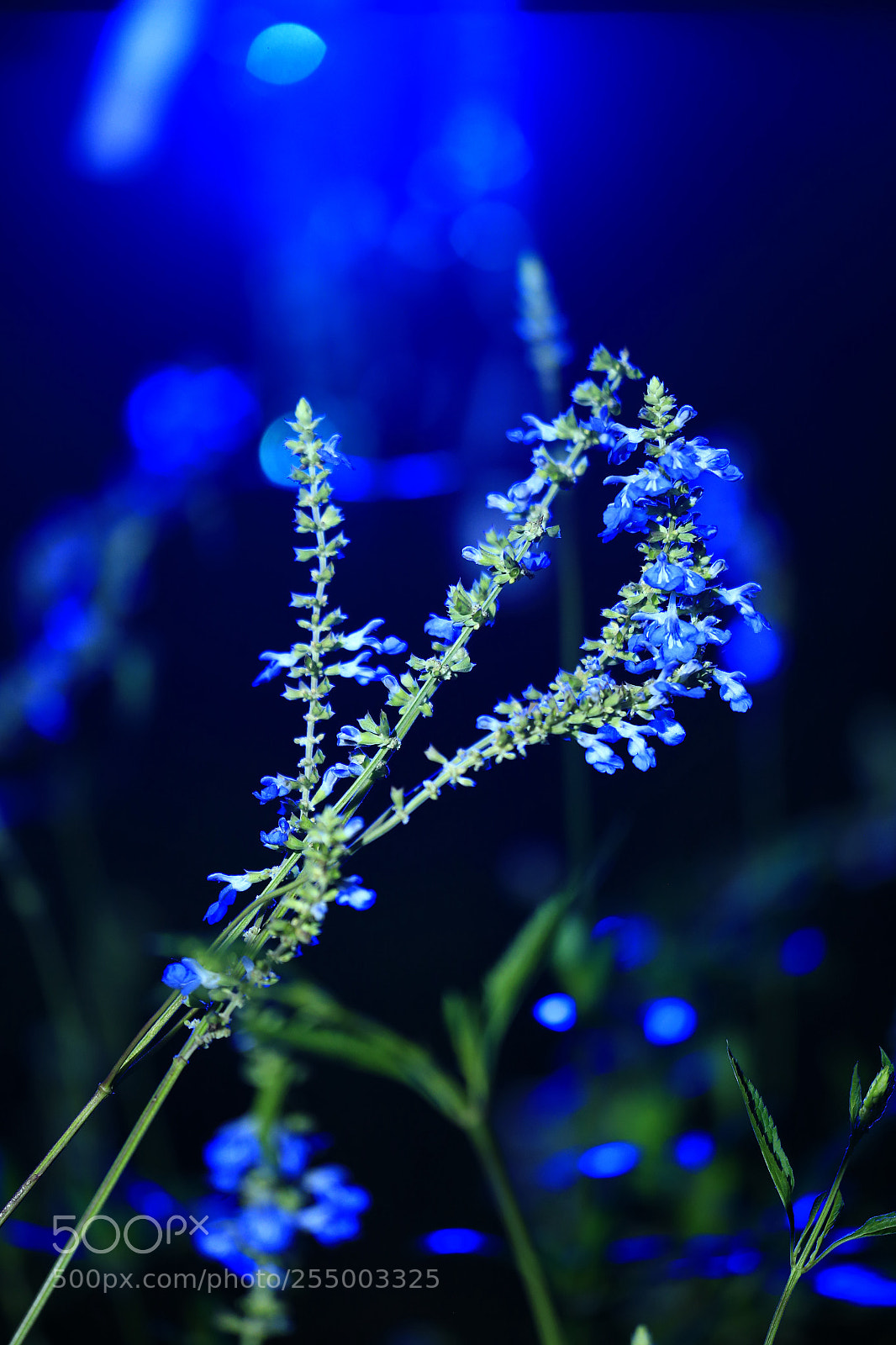 Canon EOS-1D X sample photo. 副本 photography