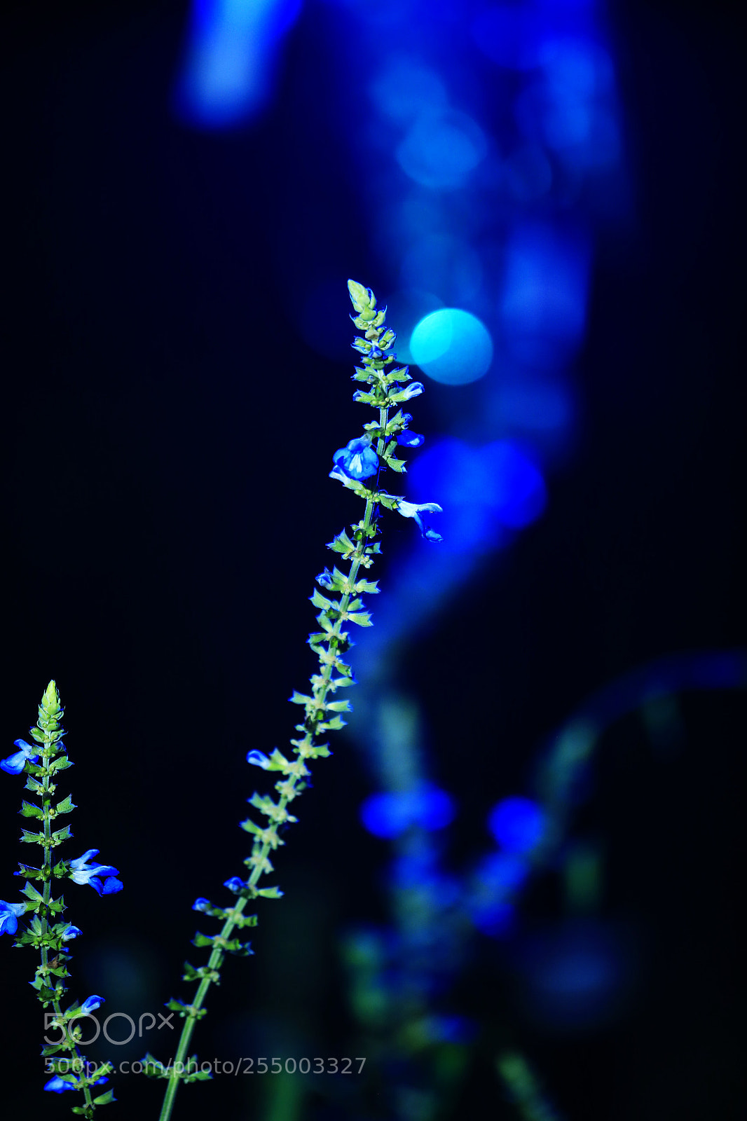 Canon EOS-1D X sample photo. 副本 photography