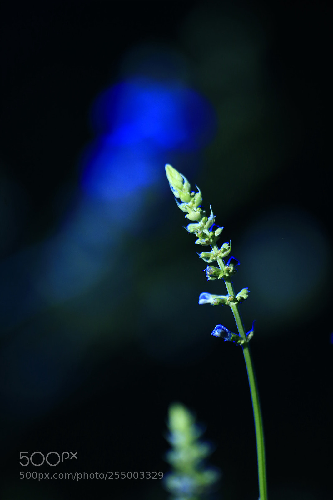 Canon EOS-1D X sample photo. 副本 photography