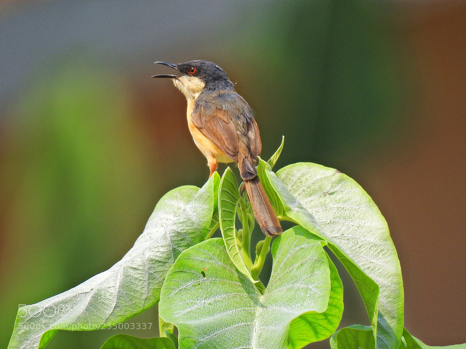 Nikon Coolpix P900 sample photo. Ashy prinia photography