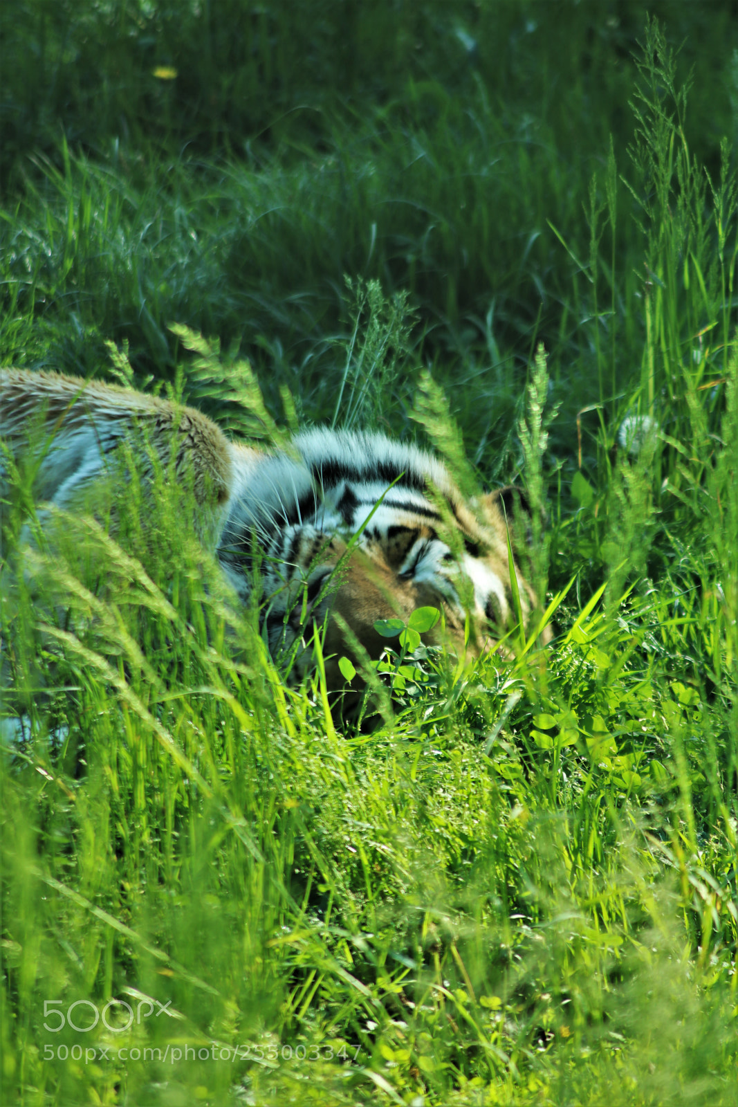 Canon EOS 760D (EOS Rebel T6s / EOS 8000D) sample photo. Felines photography