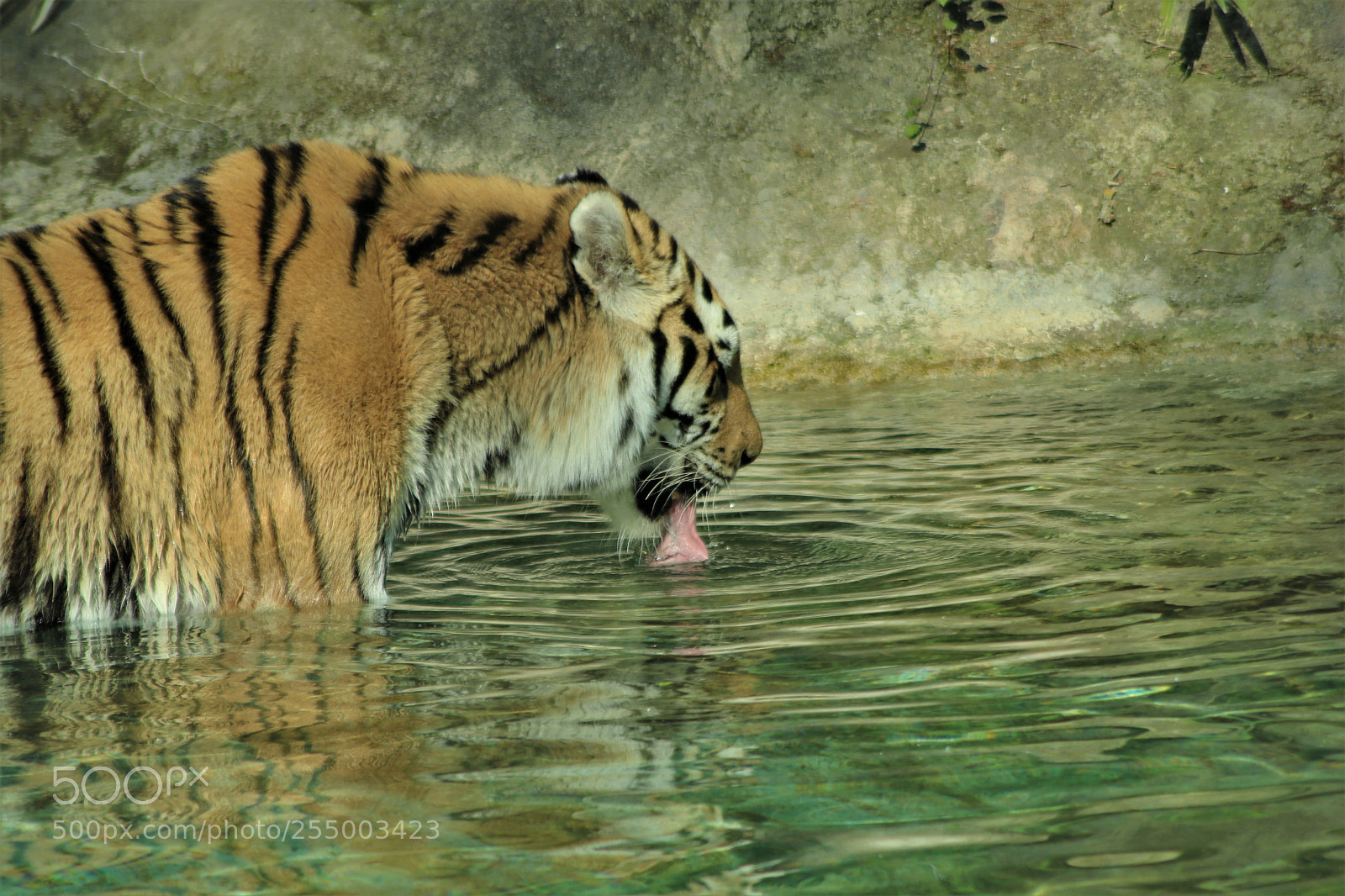 Canon EOS 760D (EOS Rebel T6s / EOS 8000D) sample photo. Felines photography