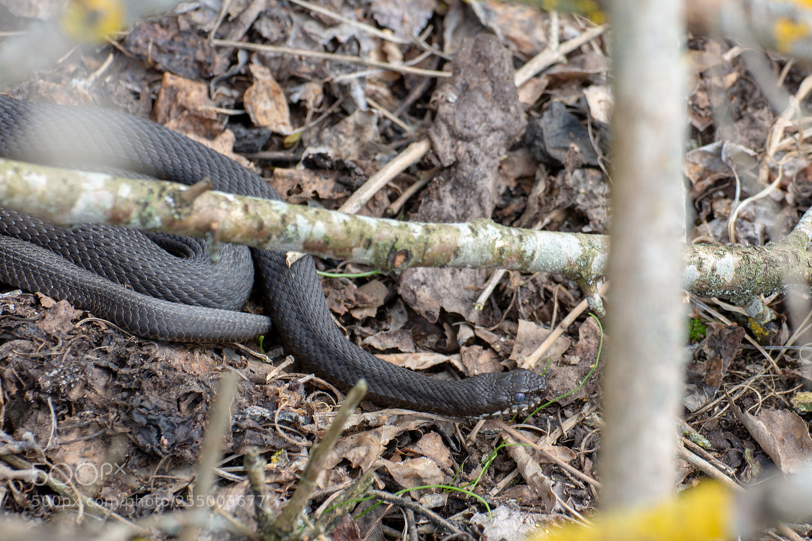 Nikon D7200 sample photo. Poison snake photography