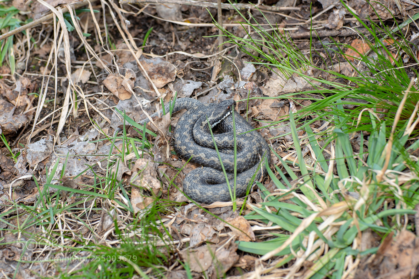 Nikon D7200 sample photo. Poison snake photography