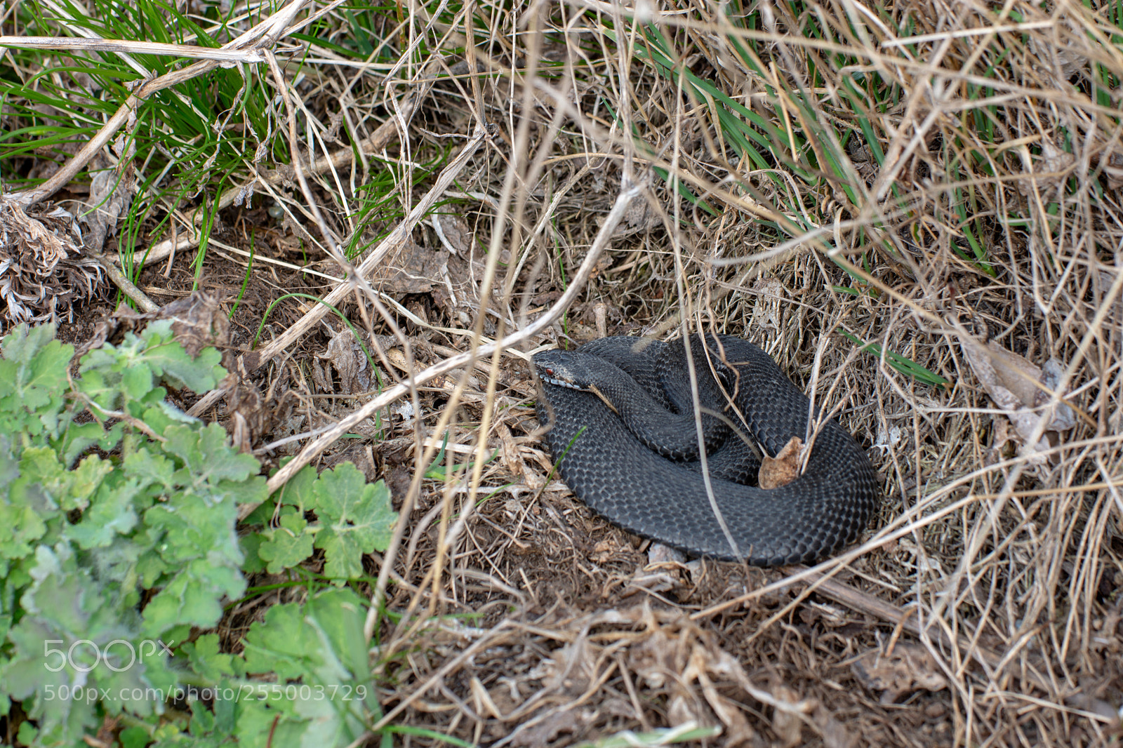 Nikon D7200 sample photo. Poison snake photography