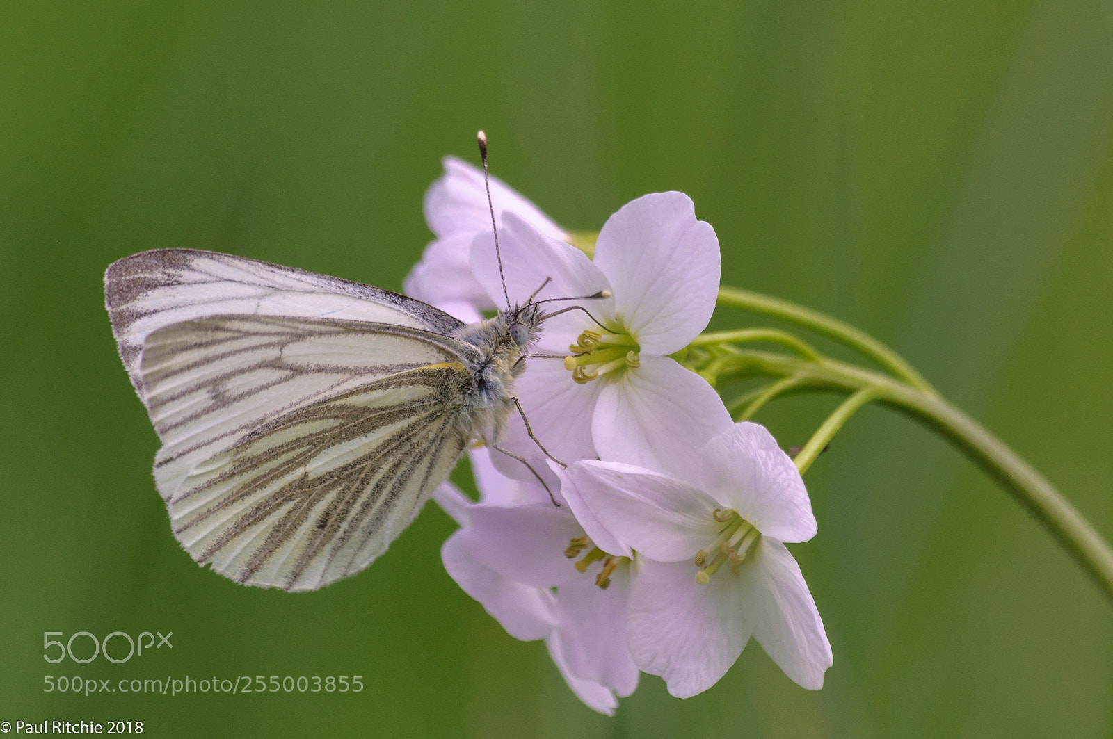 Nikon D90 sample photo. Green-veined white (pieris napi) photography