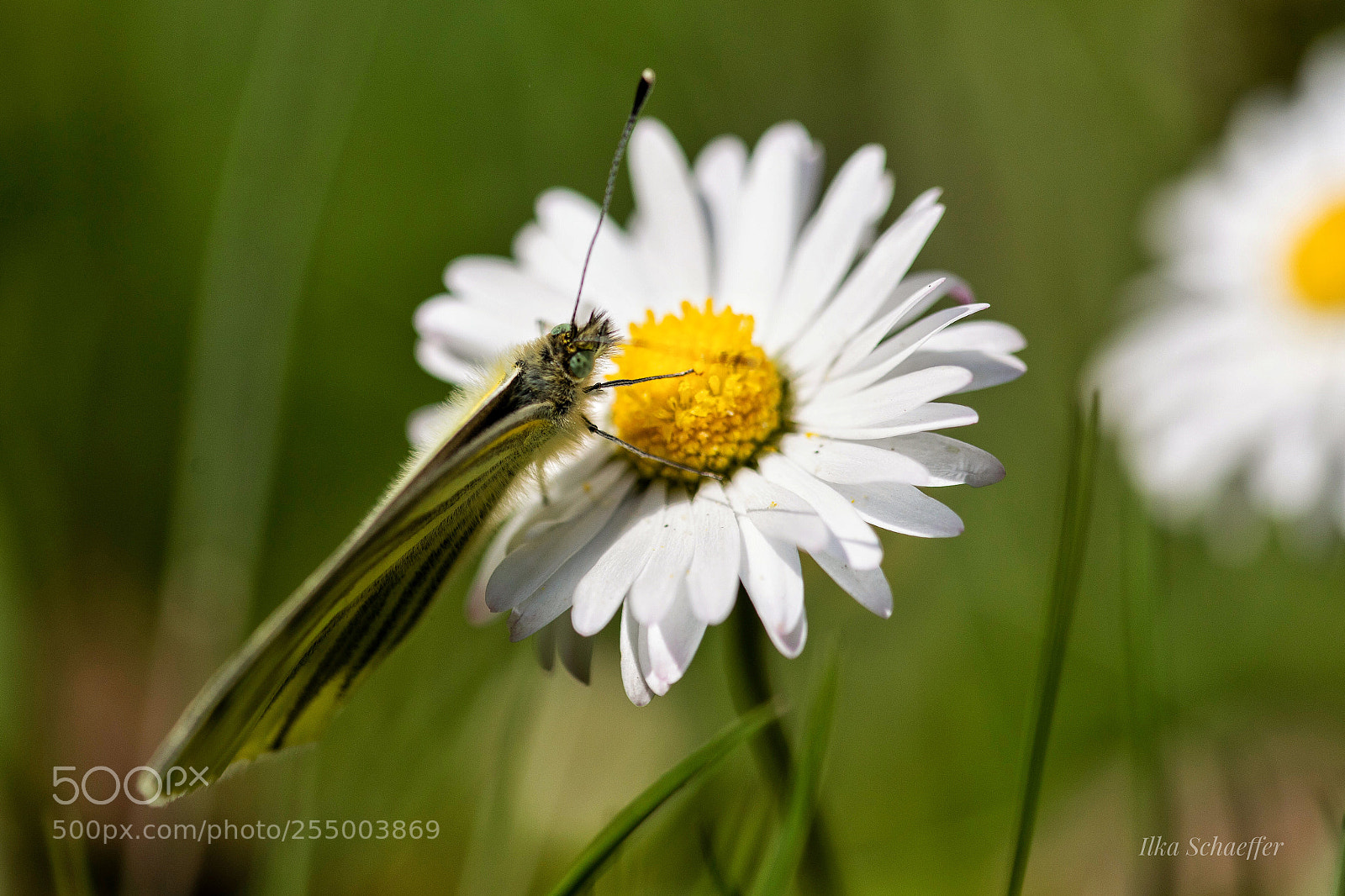 Canon EOS 5D Mark IV sample photo. Auf der blüte photography