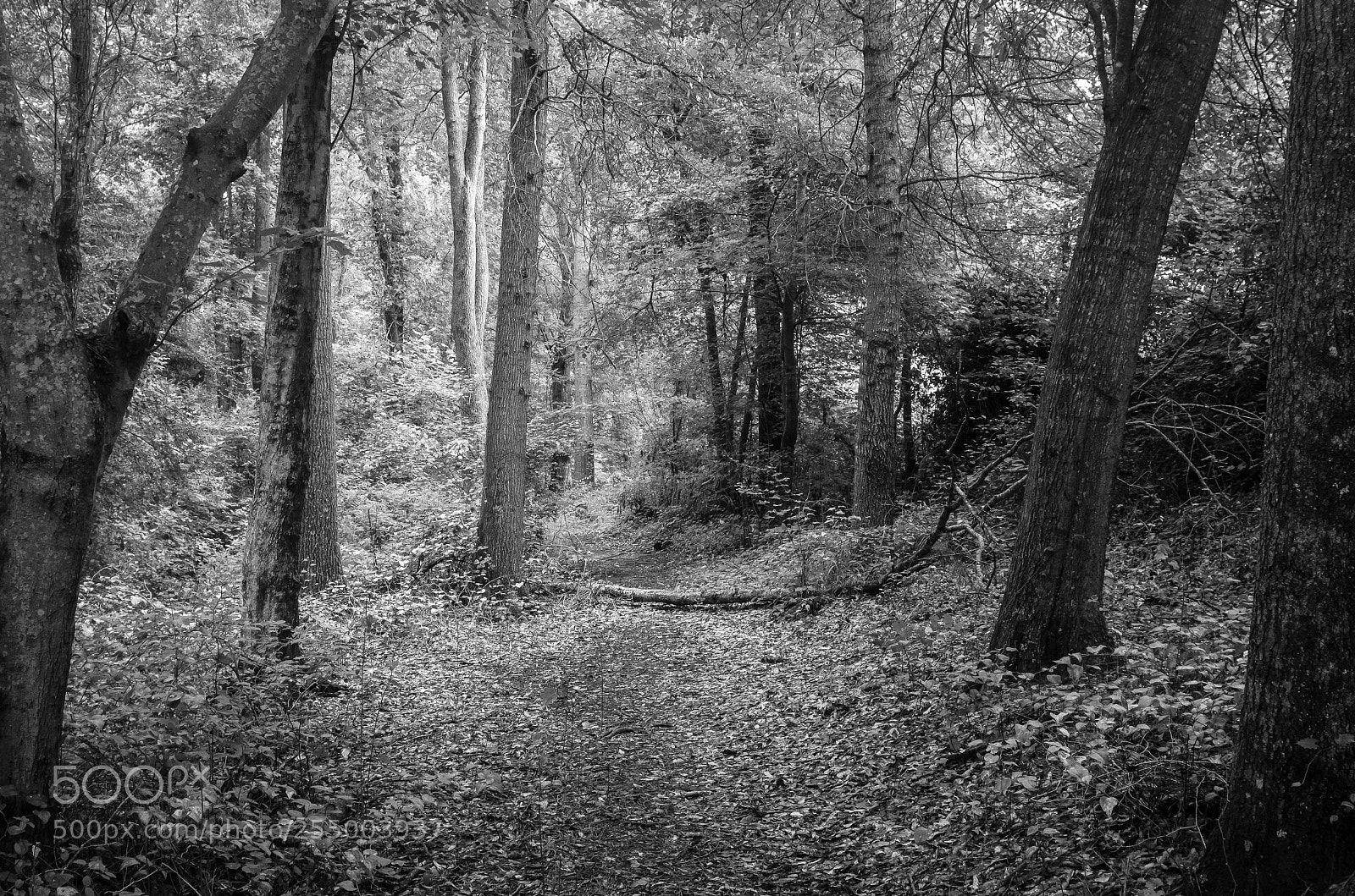Nikon D7000 sample photo. Black and white forest photography