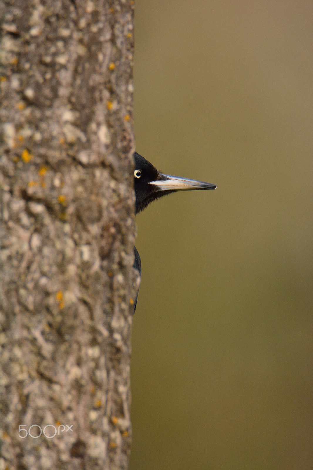 Nikon D7100 sample photo. Black woodpecker, dryocopus martius perched on tree. photography