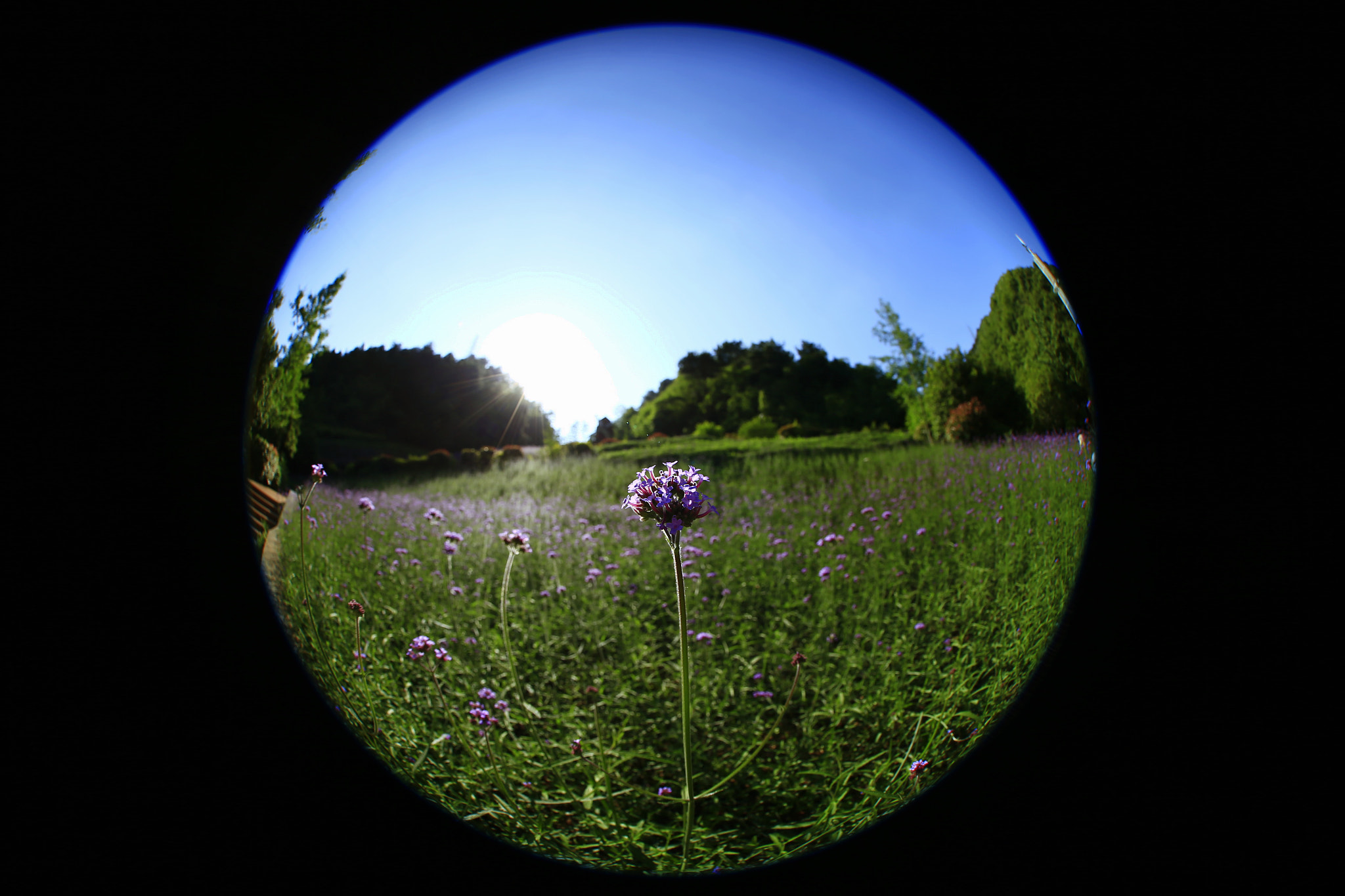 Canon EF 8-15mm F4L Fisheye USM sample photo. 副本 photography