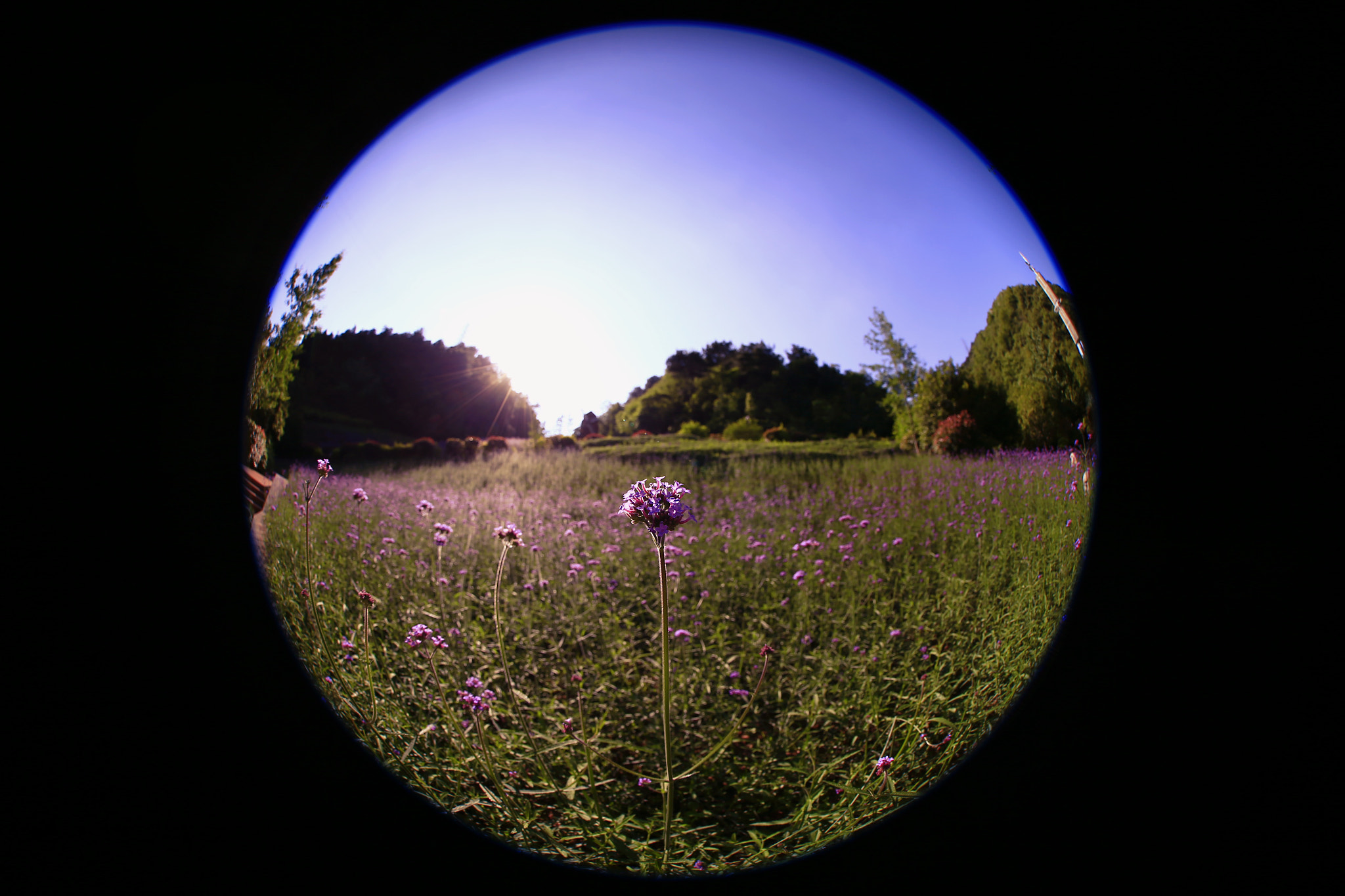 Canon EF 8-15mm F4L Fisheye USM sample photo. 副本 photography
