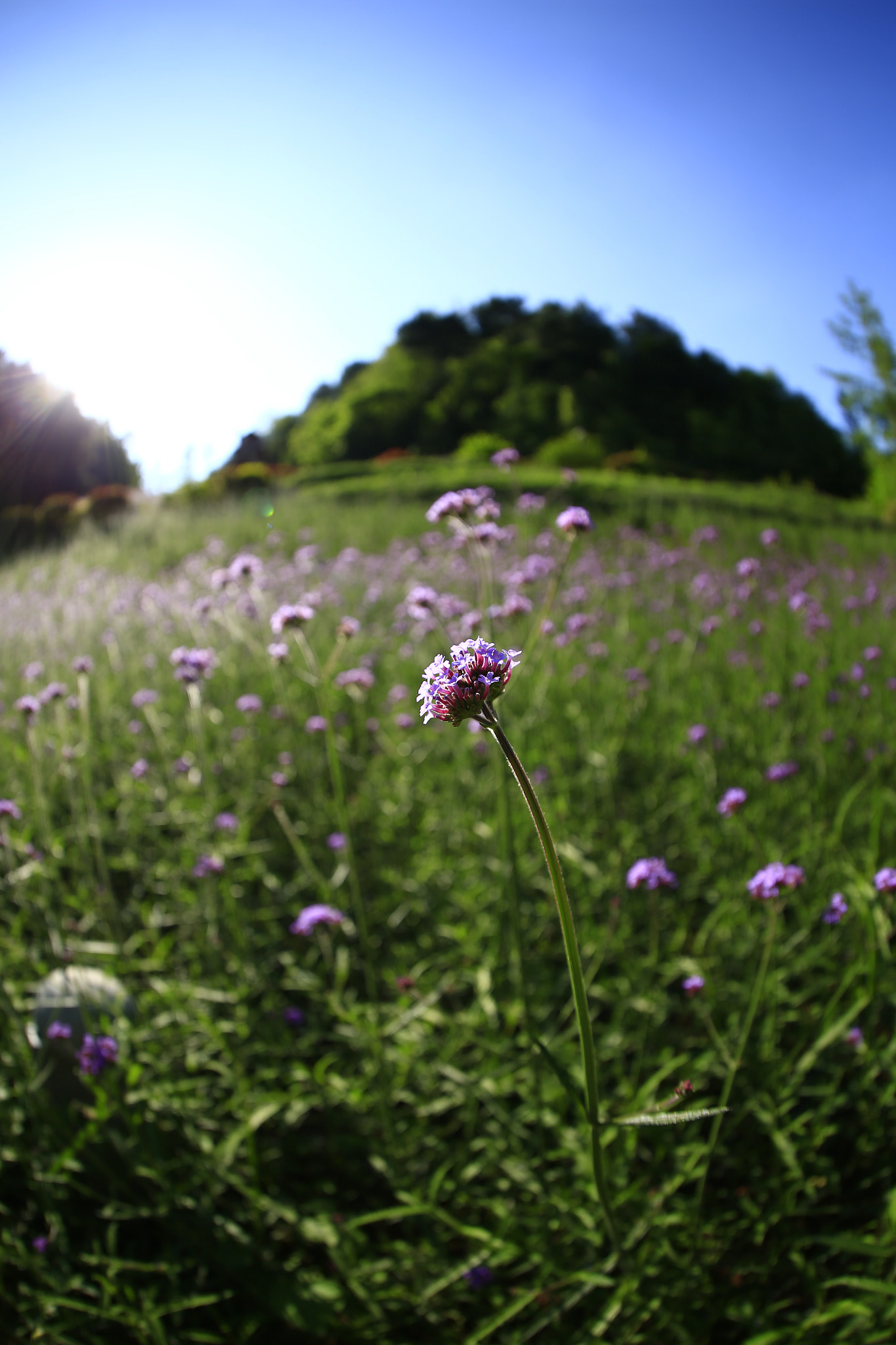 Canon EF 8-15mm F4L Fisheye USM sample photo. 副本 photography