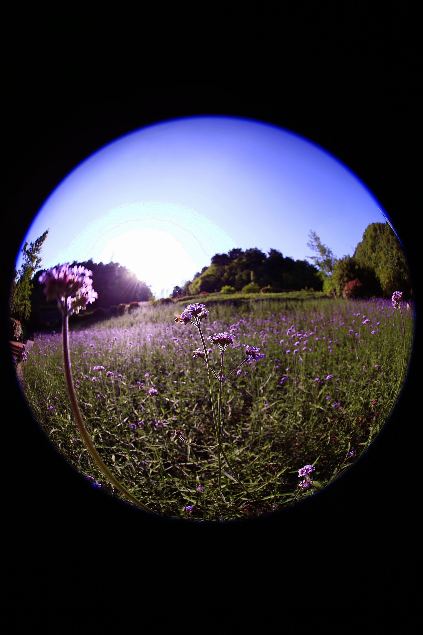 Canon EOS-1D X + Canon EF 8-15mm F4L Fisheye USM sample photo. 副本 photography