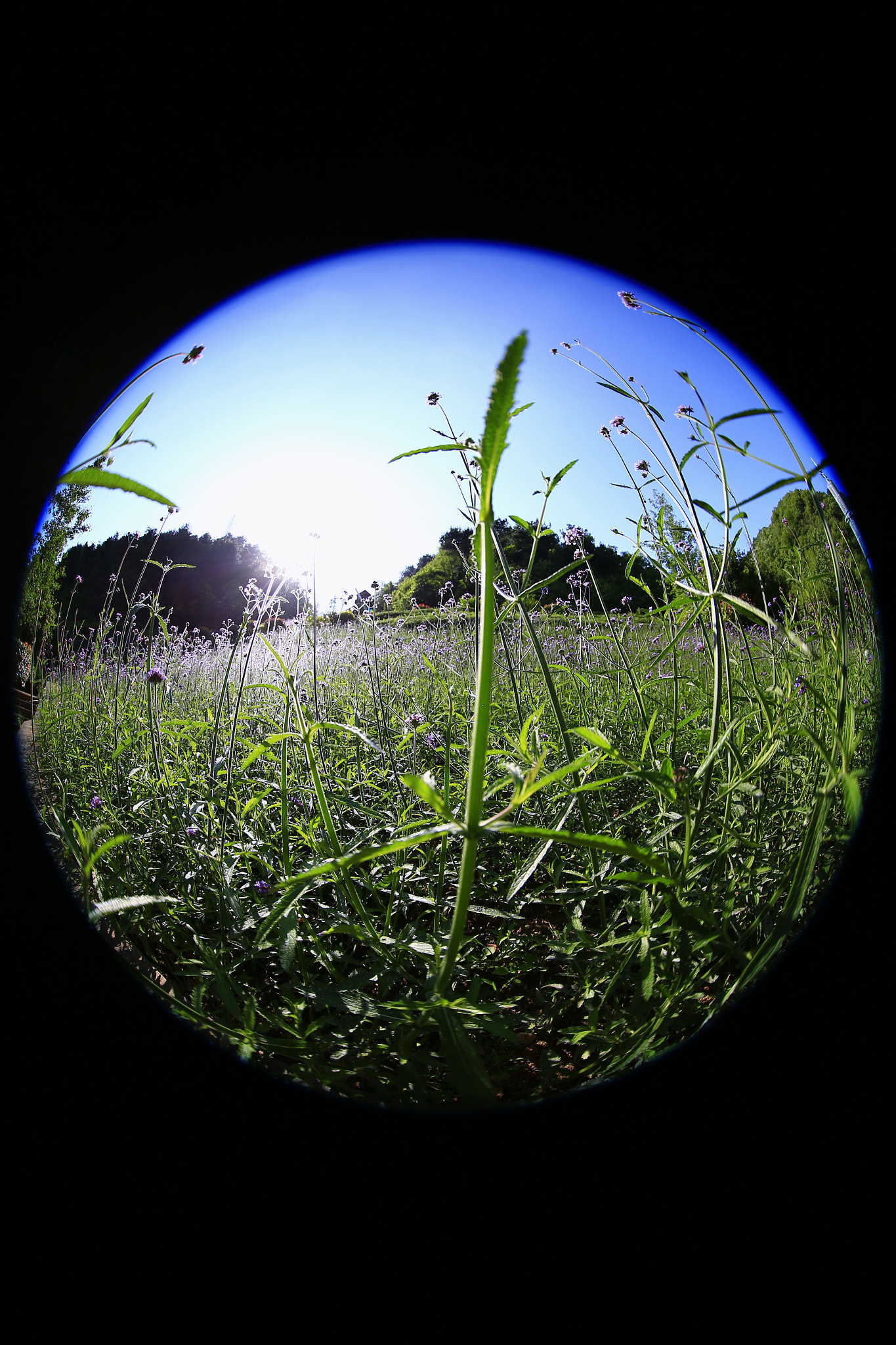 Canon EF 8-15mm F4L Fisheye USM sample photo. 副本 photography