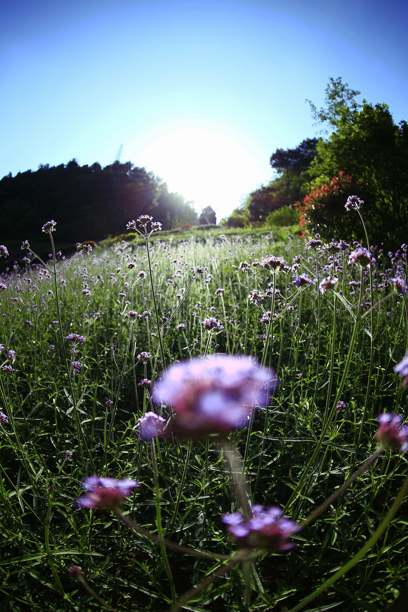 Canon EF 8-15mm F4L Fisheye USM sample photo. 副本 photography