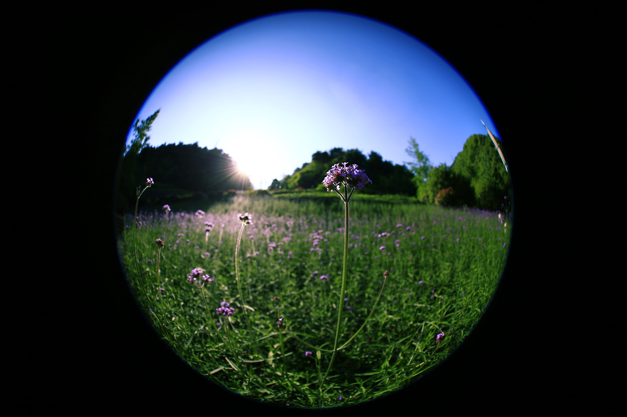 Canon EF 8-15mm F4L Fisheye USM sample photo. 副本 photography